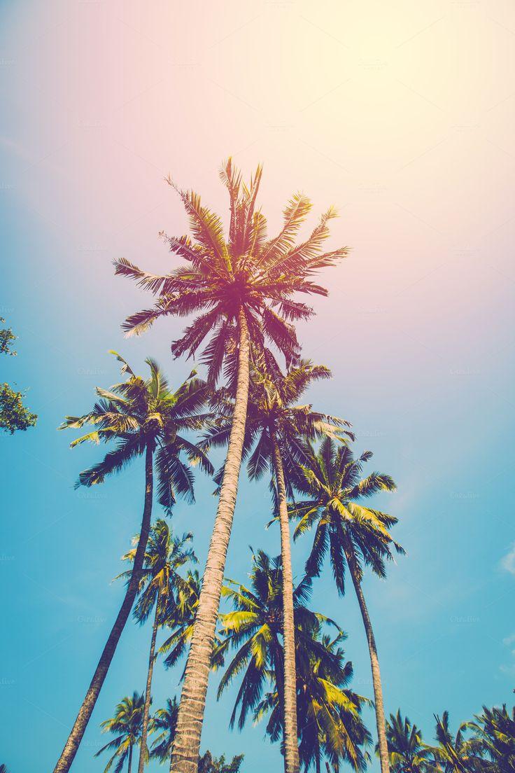 736x1104 vintage coconut tree