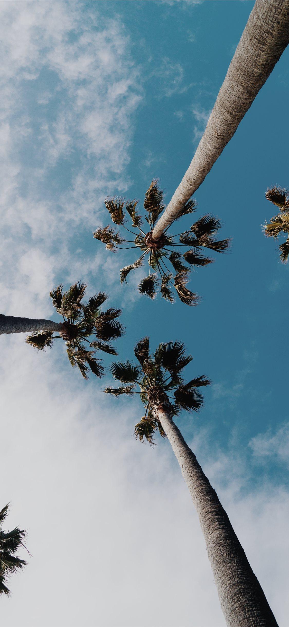 1125x2436 worms eyeview photography of coconut trees iPhone X Wallpaper Free Download
