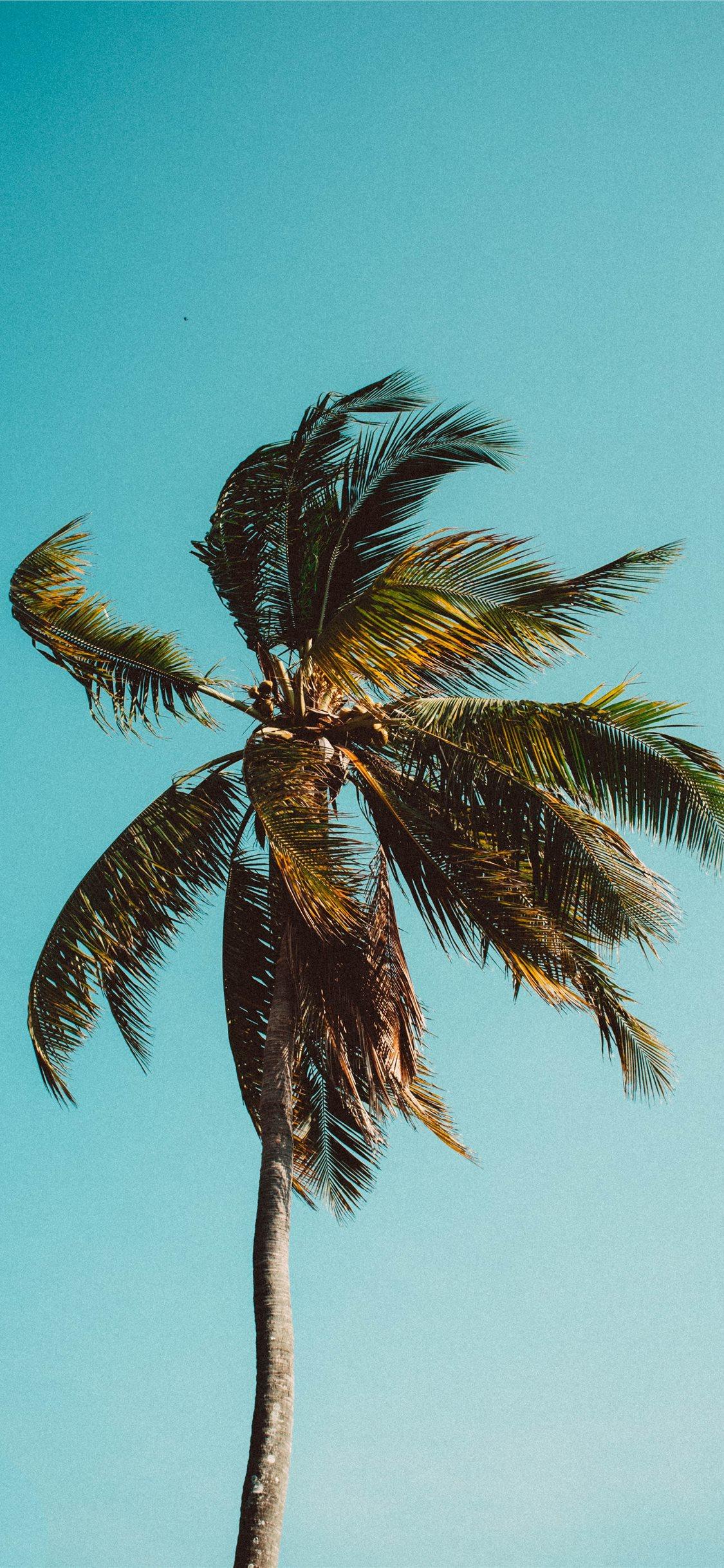 1125x2436 low angle photography of coconut tree iPhone X Wallpaper Free Download