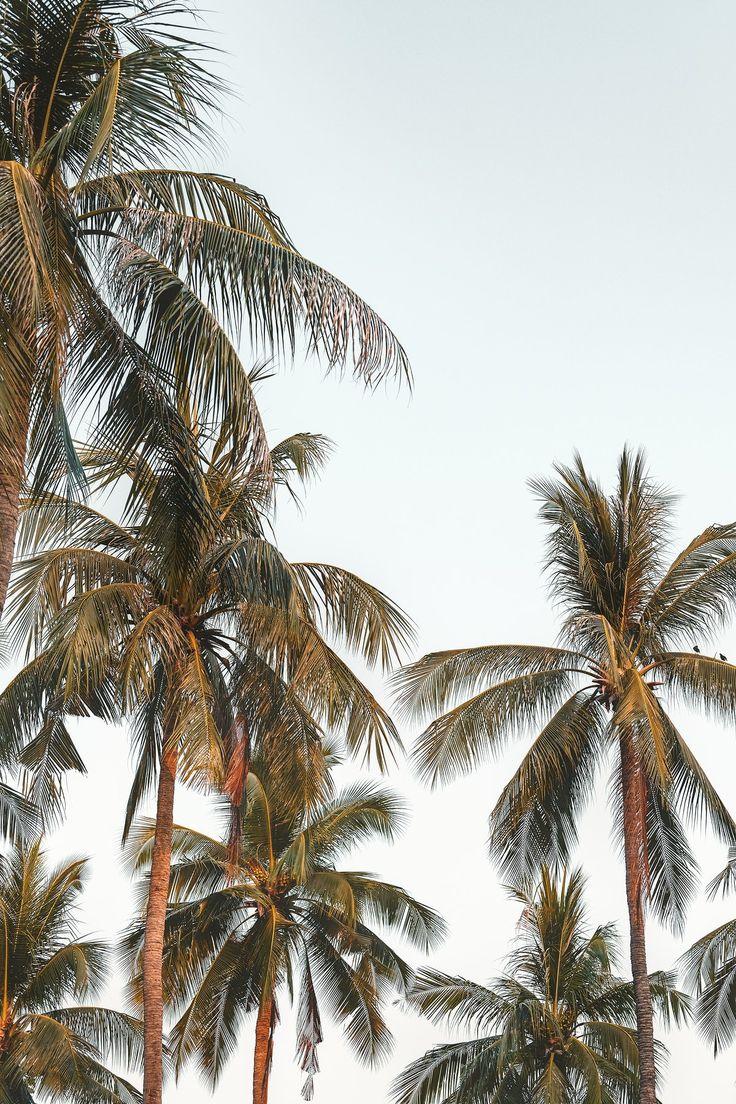 736x1104 Download premium image of Coconut palm trees with sky background by Jira about beach, palm, palm tree, coconut tree, and sunset 2264624