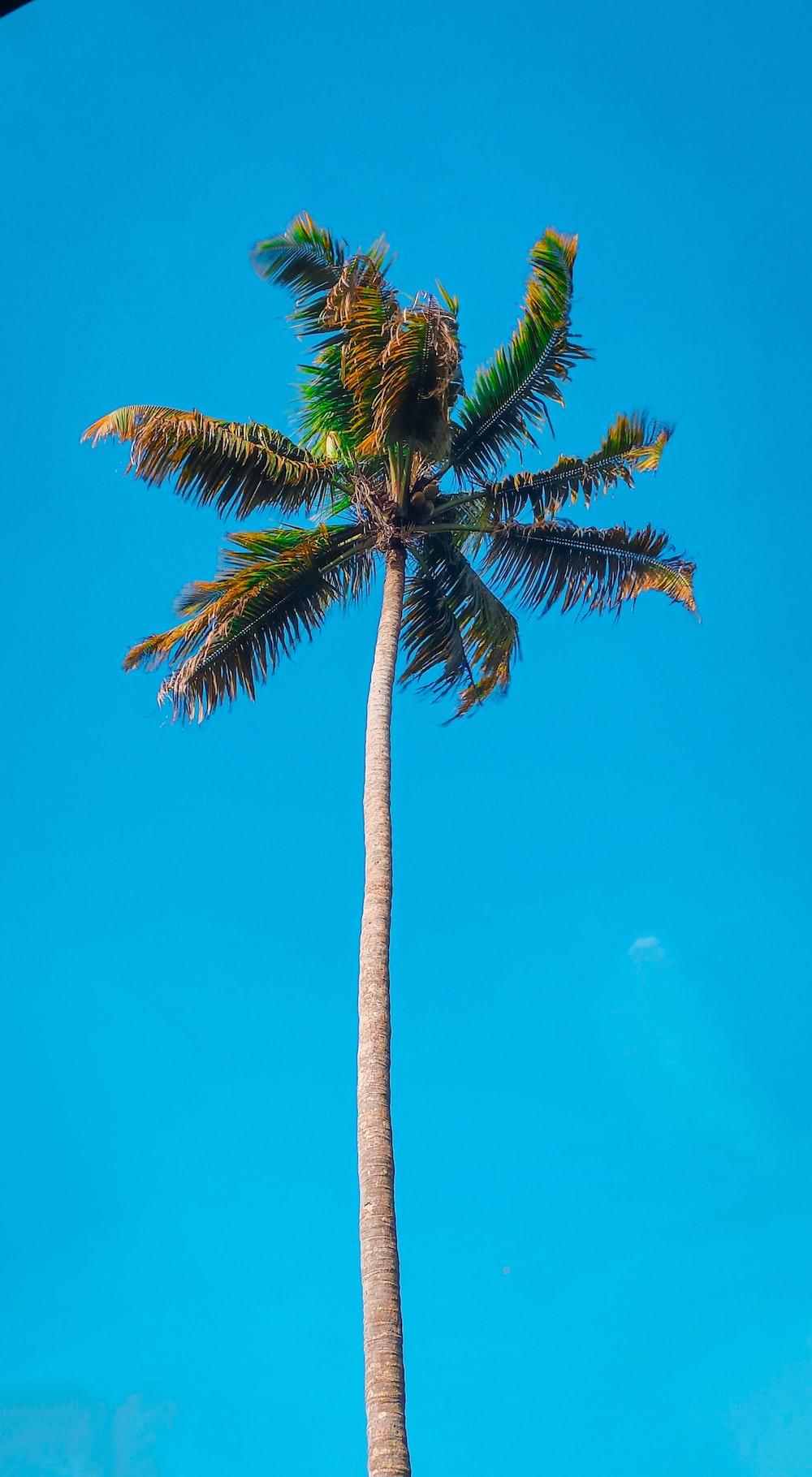 1000x1819 Coconut Tree Picture [HD]. Download Free Image