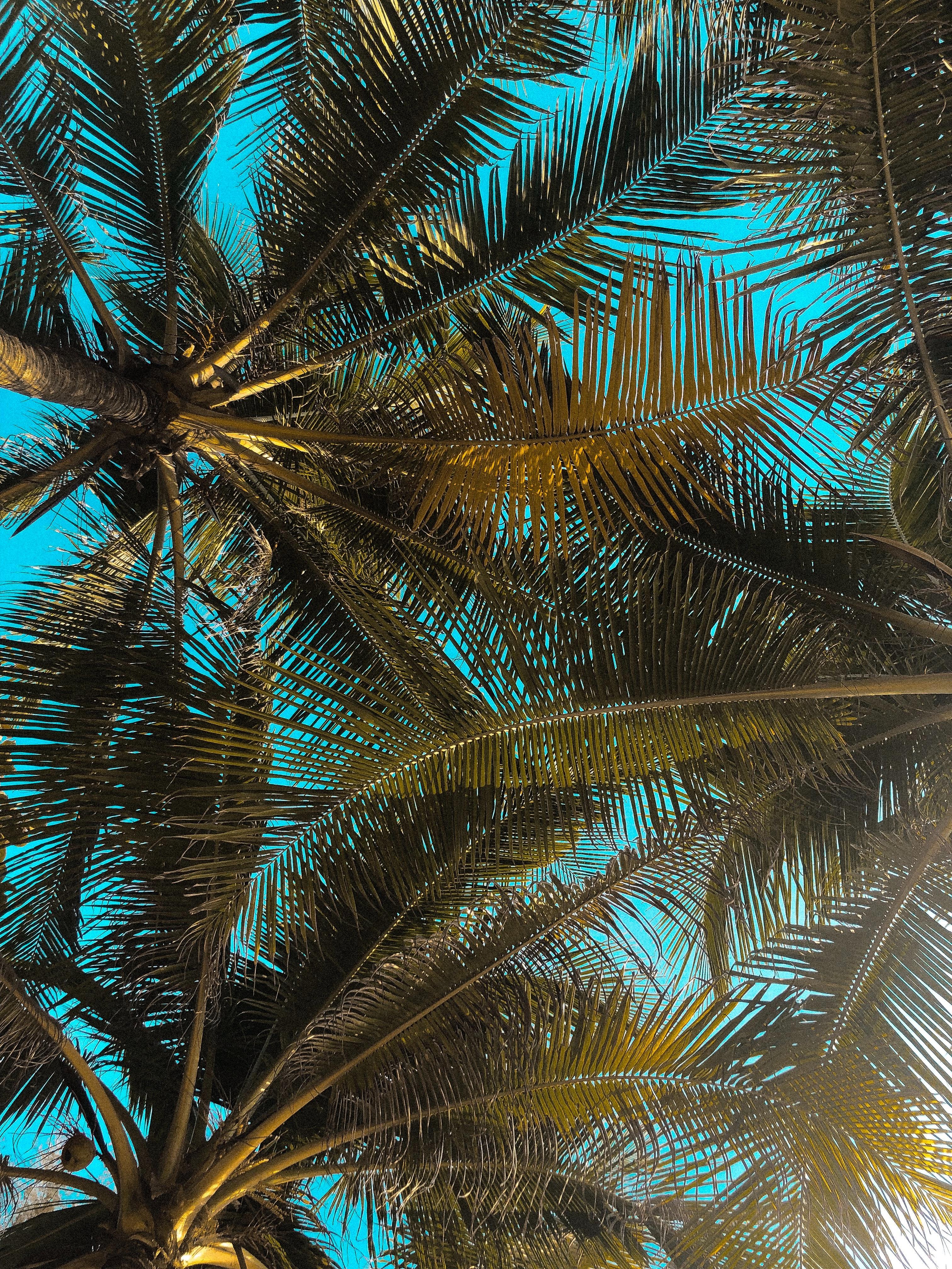 3024x4032 Best Free Coconut Trees & Image · 100% Royalty Free HD Downloads