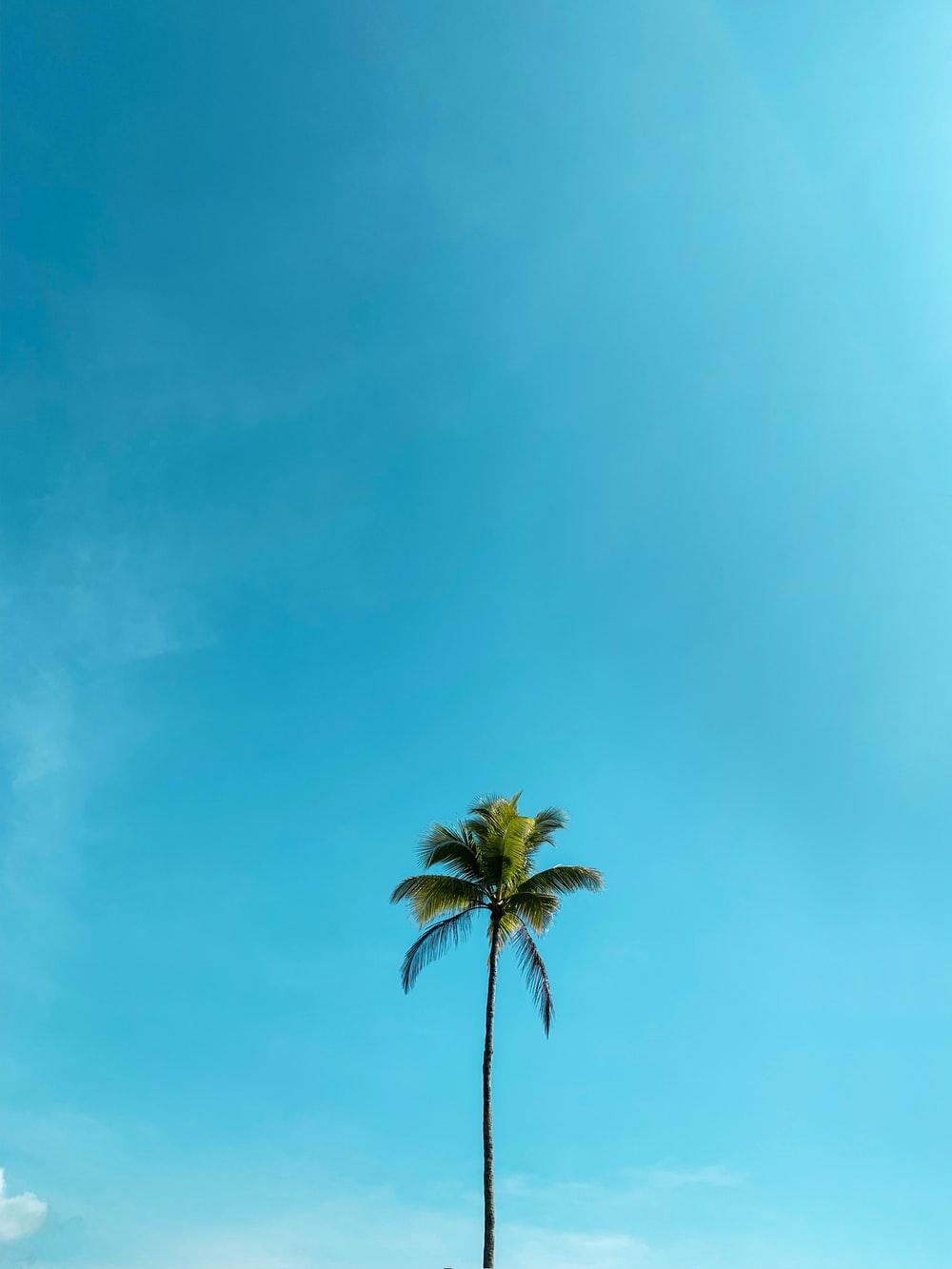 1000x1333 Coconut Tree Picture [HD]. Download Free Image