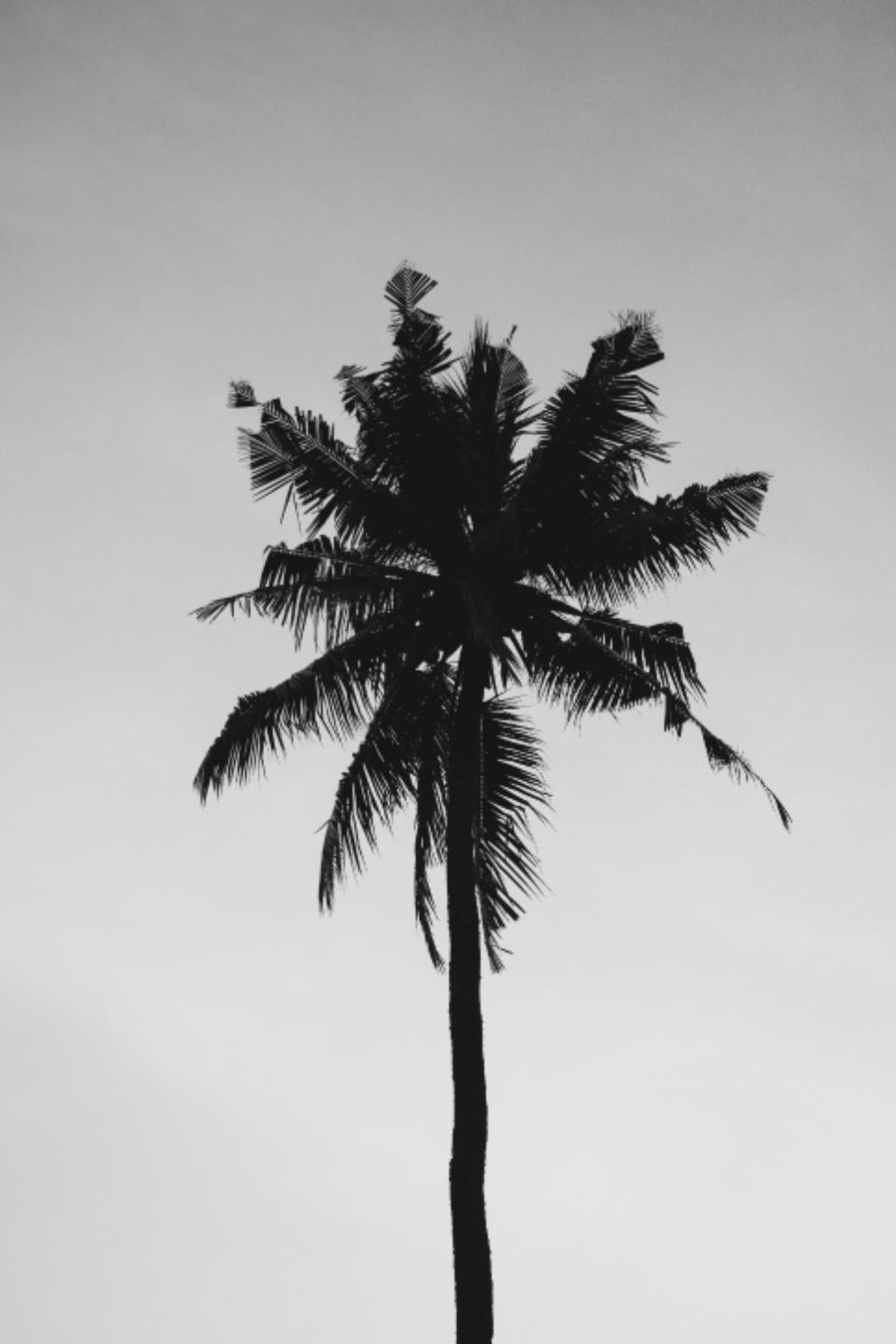 960x1440 Coconut Tree Free Stock CC0 Photo
