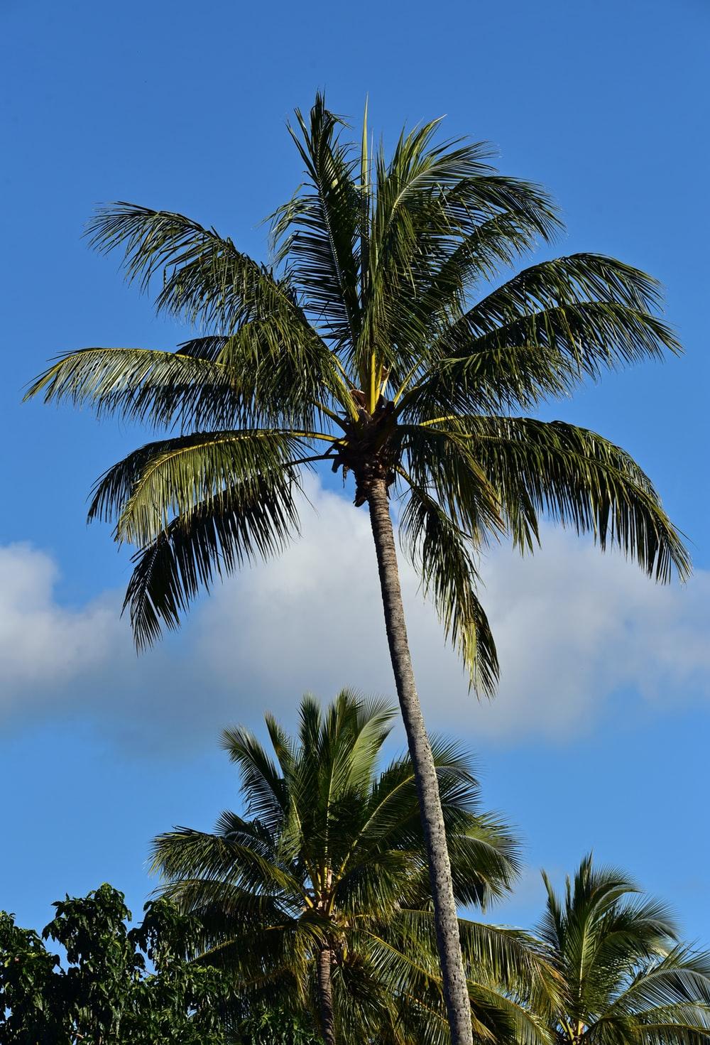 1000x1471 Coconut Palms Picture. Download Free Image