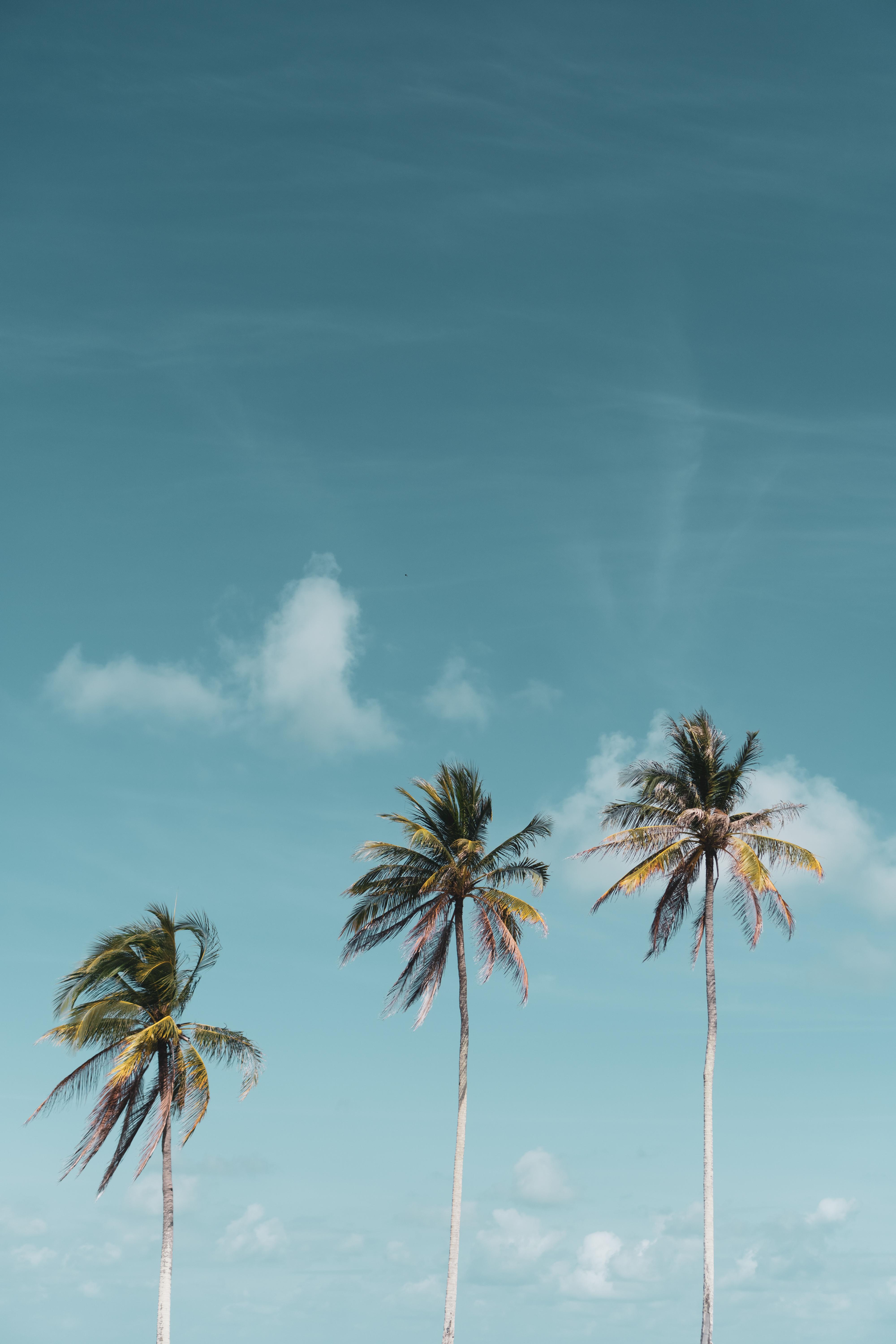 4000x6000 Coconut Palm Tree , Image and Background for Free Download