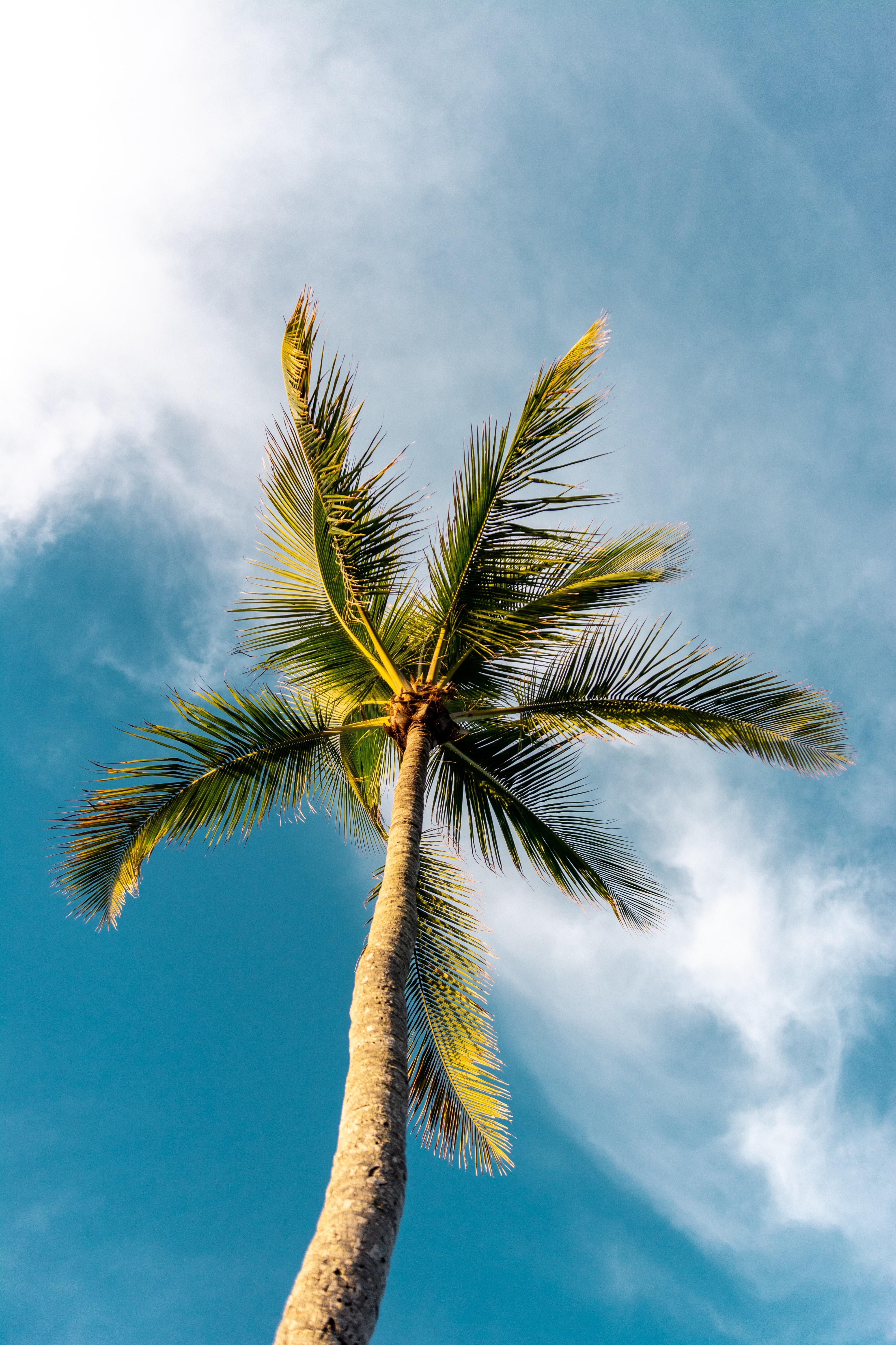 4000x6000 Best Free Coconut Tree & Image · 100% Royalty Free HD Downloads