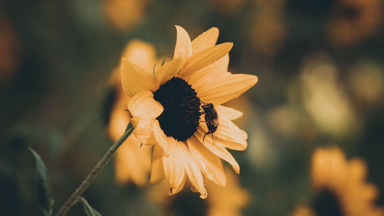 1280x720 Wallpaper sunflower, bee, flower, petals, yellow hd, picture, image