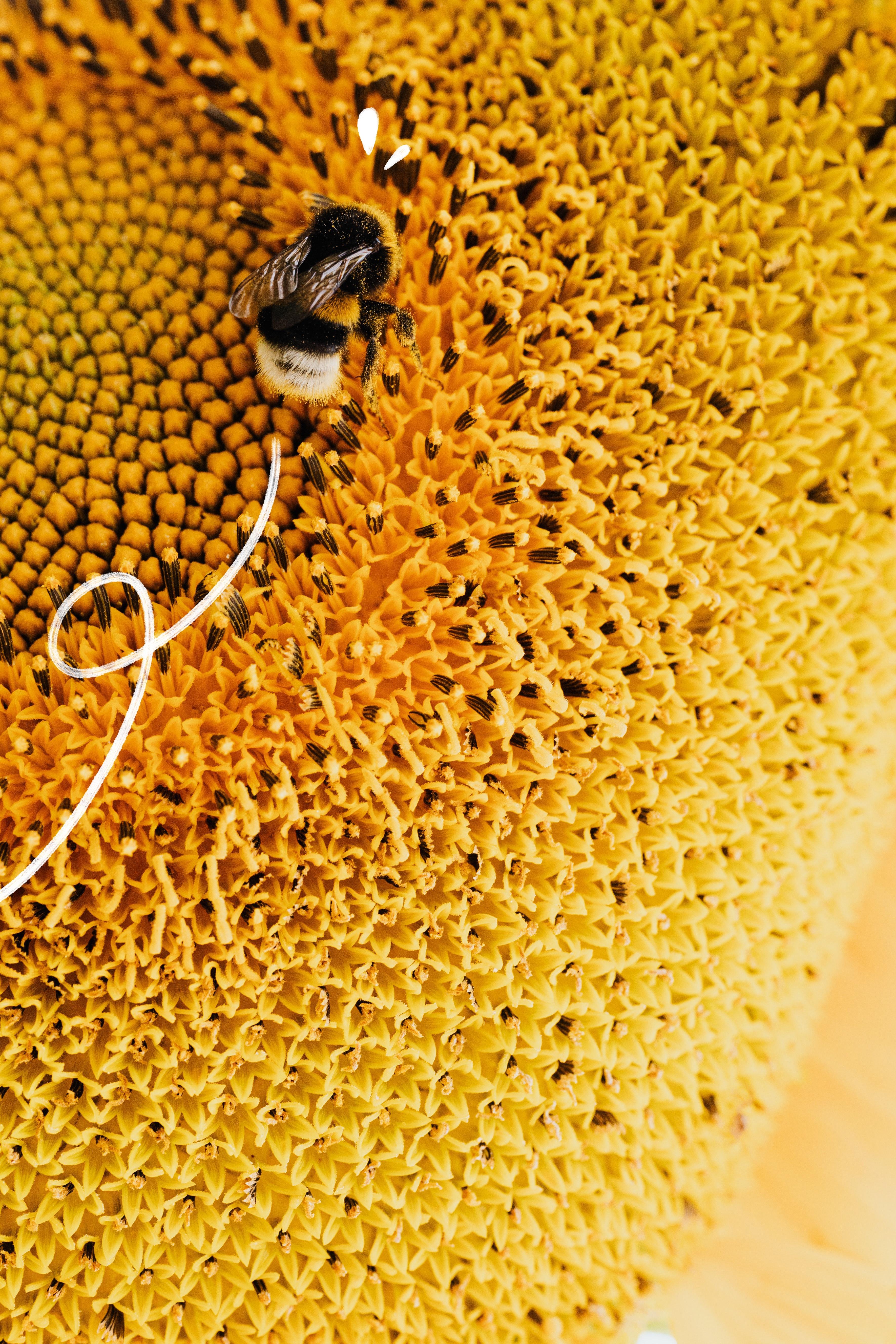 3541x5312 Best Free Bee And Sunflower & Image · 100% Royalty Free HD Downloads