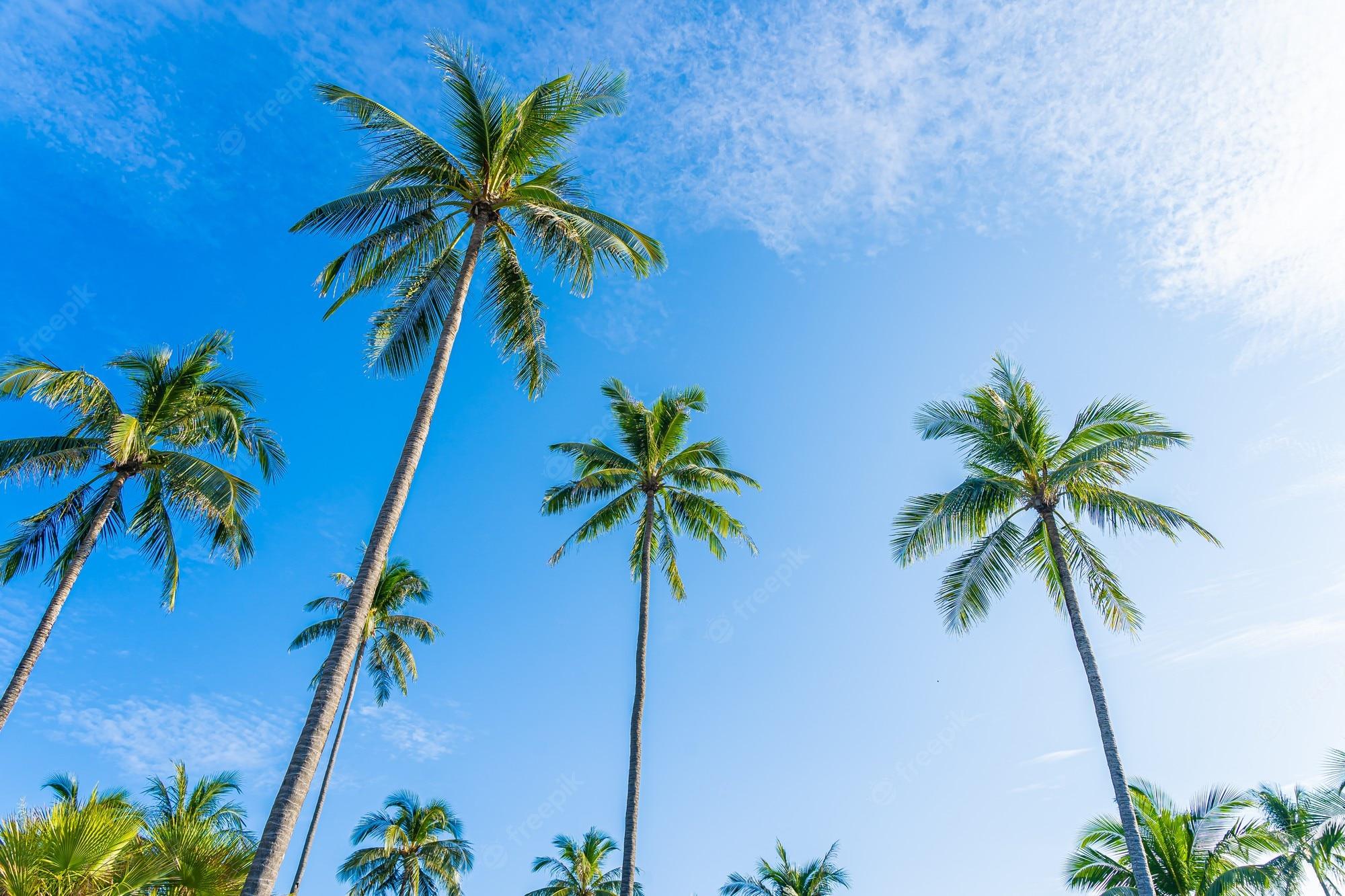 2000x1333 California Palm Trees Image. Free Vectors, & PSD