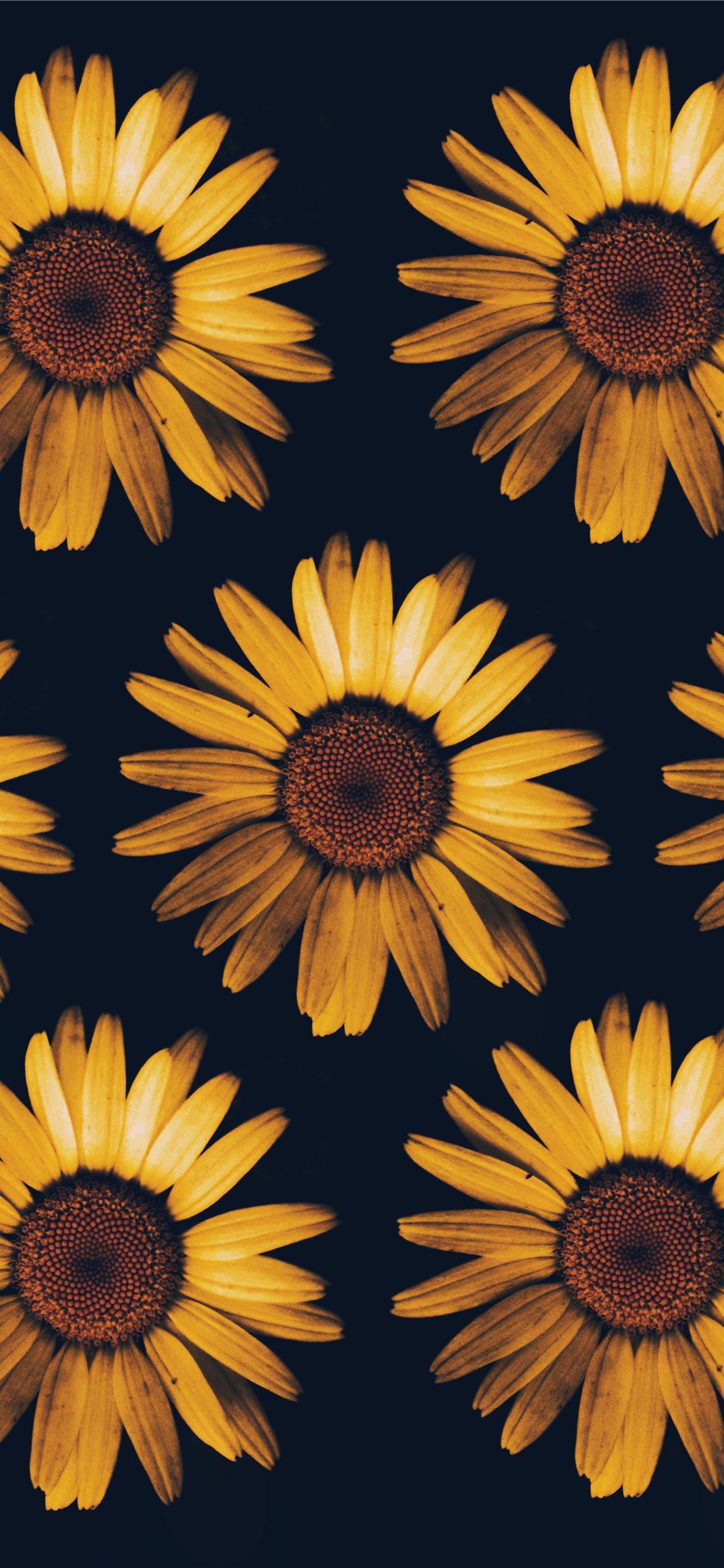 1284x2778 Best Sunflower iPhone HD Wallpaper