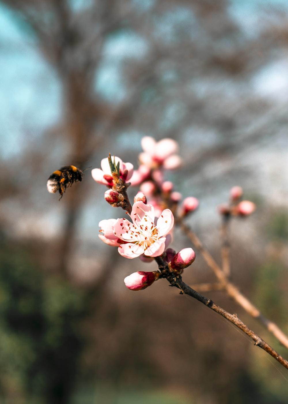 1000x1400 Bee Flower Picture. Download Free Image