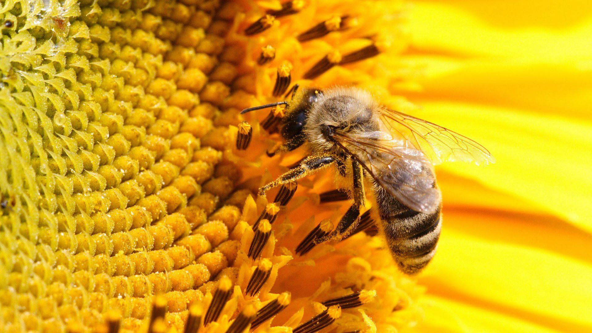 1920x1080 Bee Wallpaper