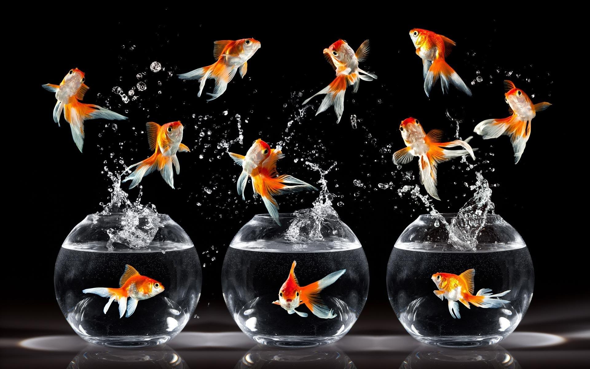 1920x1200 Dancing Fish[1920*1200]