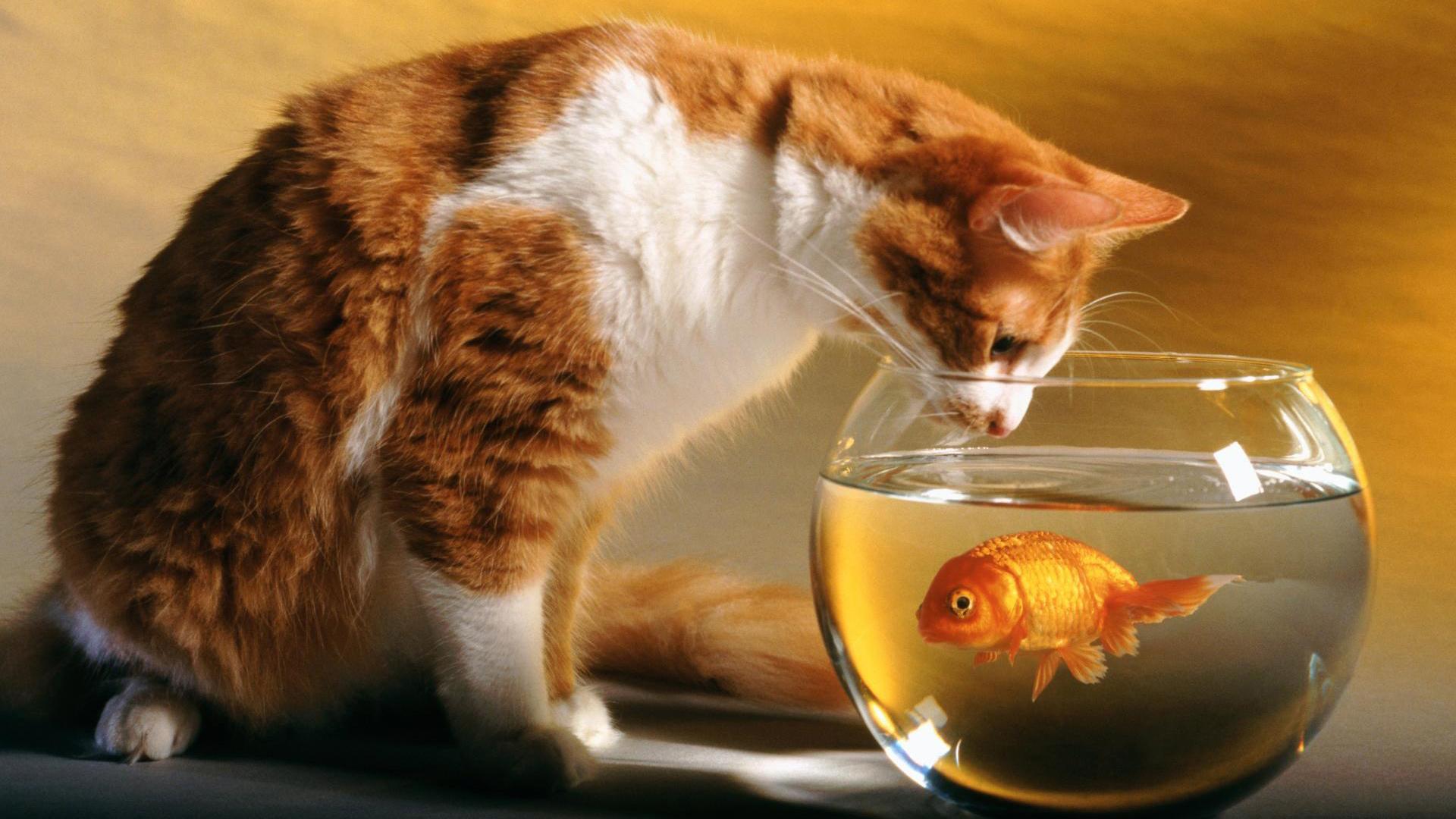 1920x1080 Free download Cat and Fish Wallpaper HD Wallpaper [1920x1080] for your Desktop, Mobile & Tablet. Explore Wallpaper of Cats. Cat Desktop Wallpaper, Free Cat Wallpaper, Cute Cat