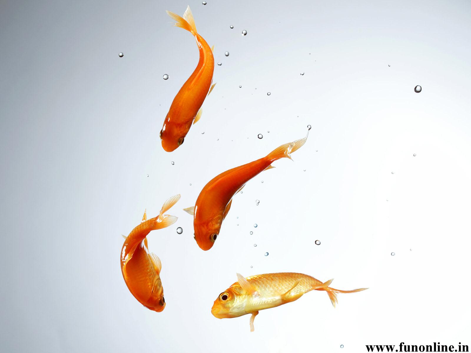 1600x1200 Free download Goldfish Wallpaper Download Funny Kitten and Goldfishes Wallpaper [1600x1200] for your Desktop, Mobile & Tablet. Explore Swimming Goldfish Wallpaper. Cute Fish Wallpaper, Swimming Fish Wallpaper for Computers, Goldfish Wallpaper