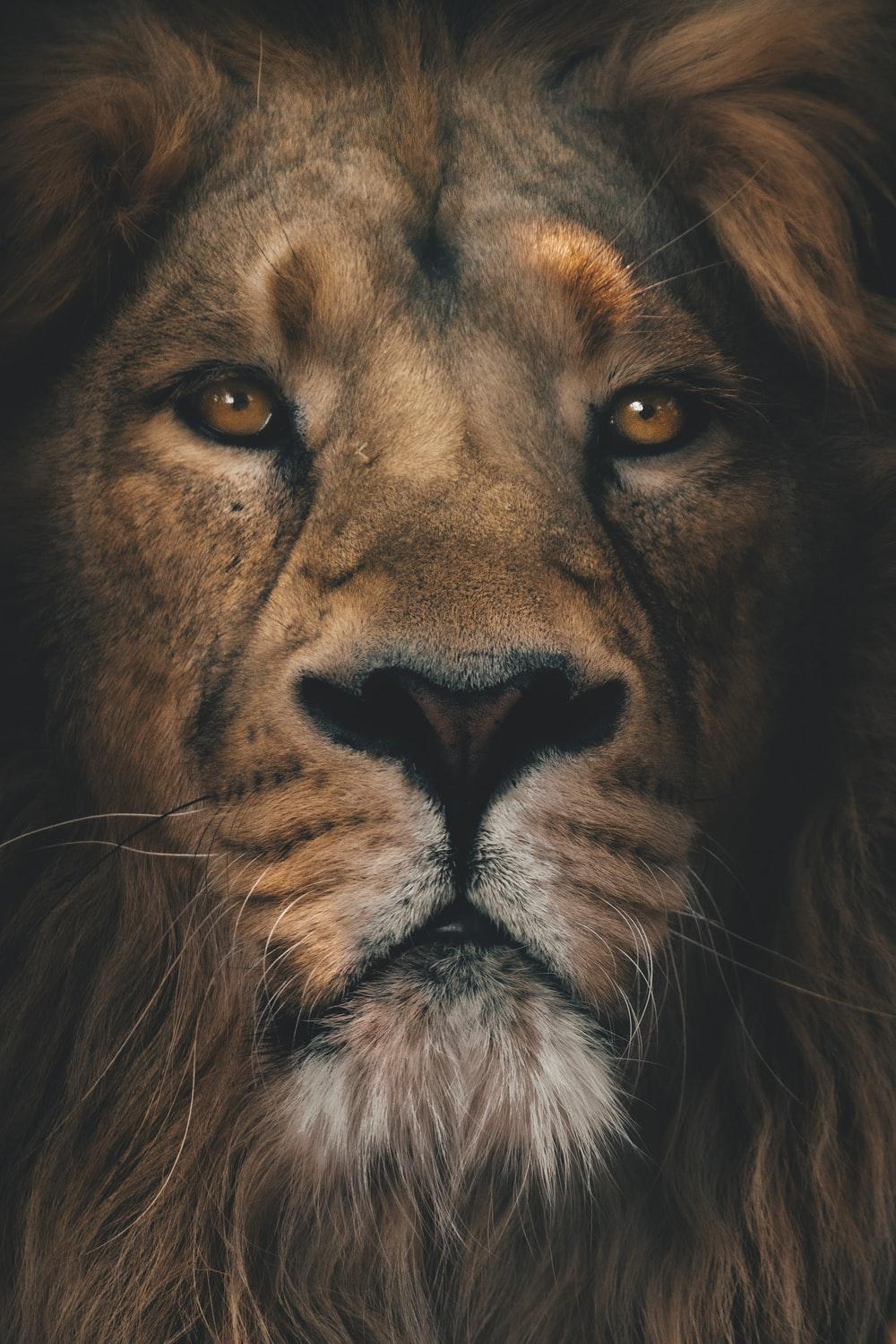 1000x1499 Lion Wallpaper: Free HD Download [HQ]