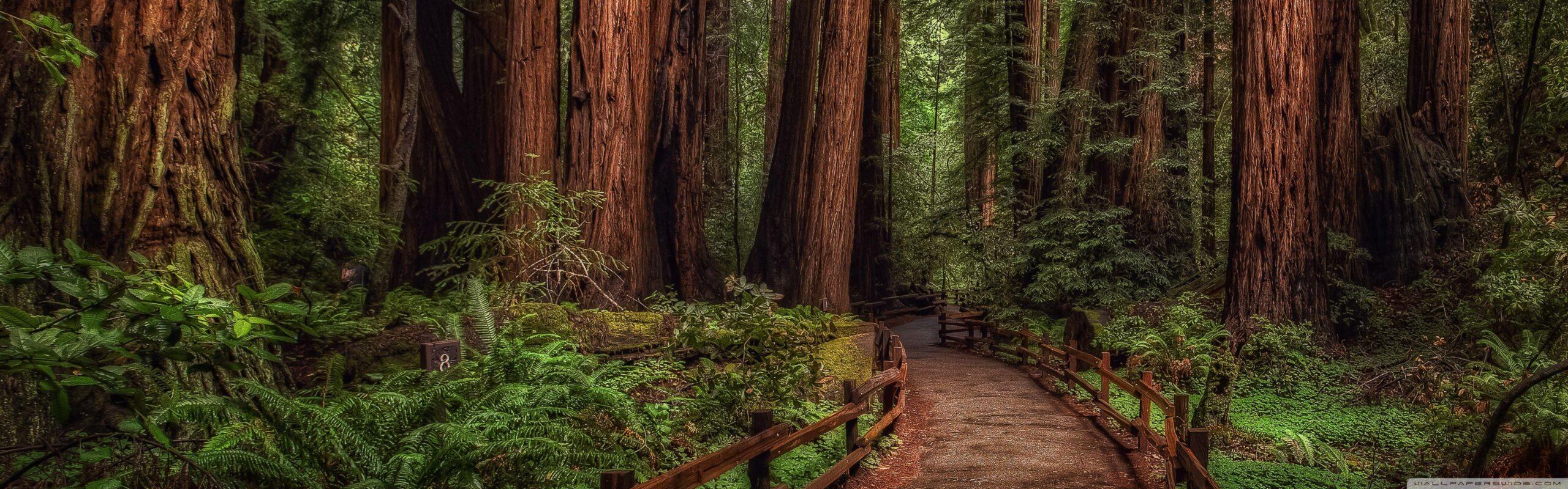 2560x800 HD Nature Dual Monitor Wallpaper 2022