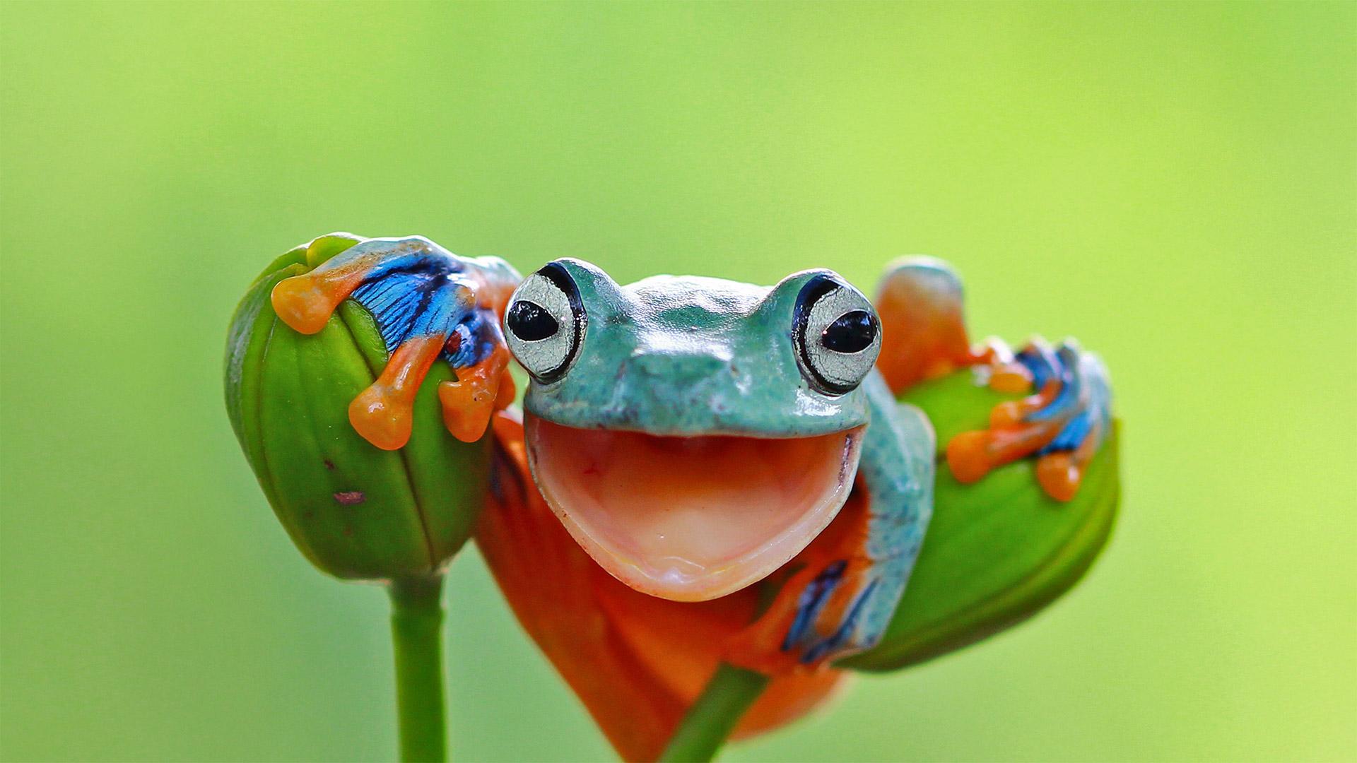 HD wallpaper frogs bathroom curious funny cute sweet computer  Graphic  Wallpaper Flare
