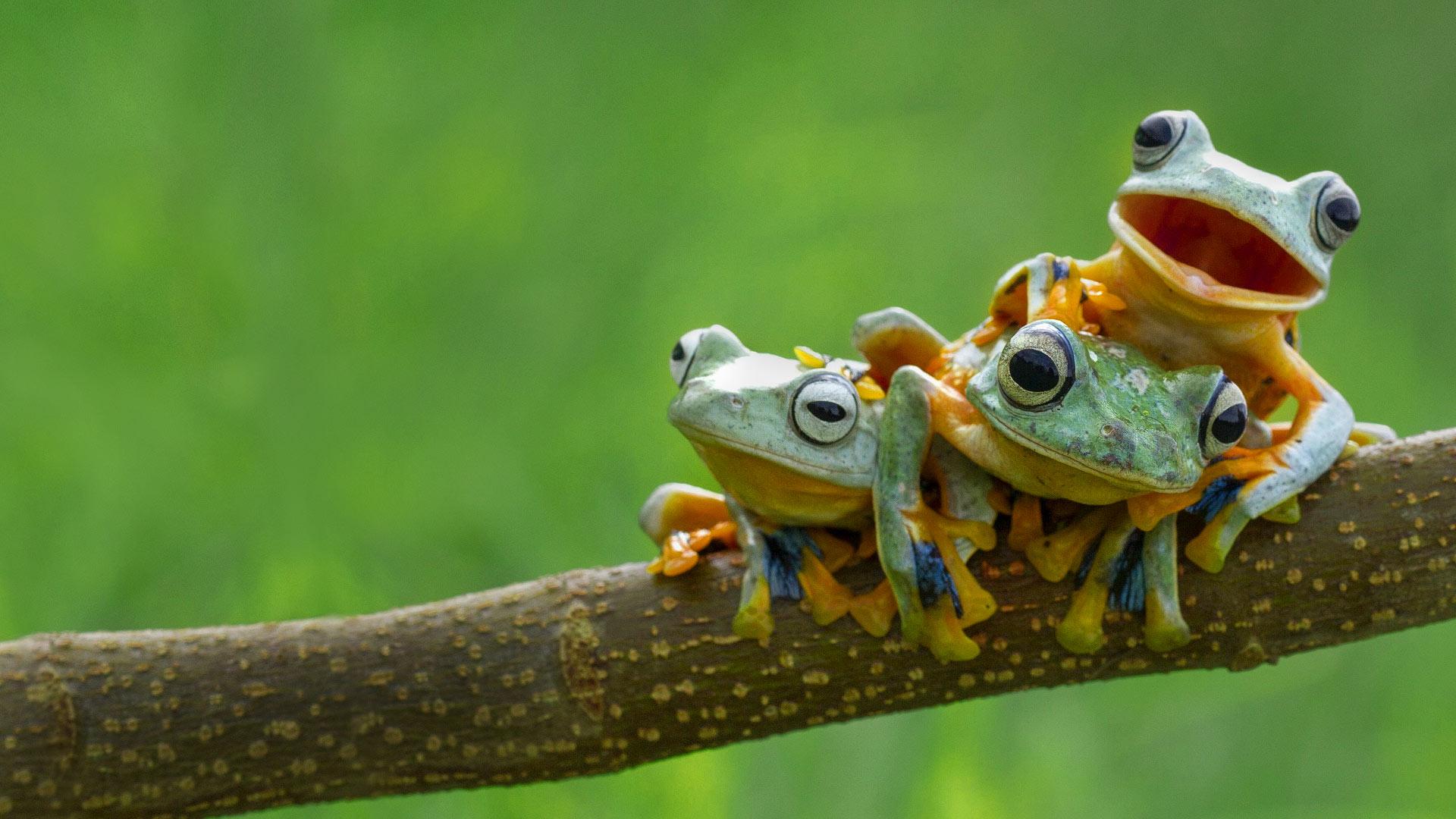 1920x1080 Frog Sibs