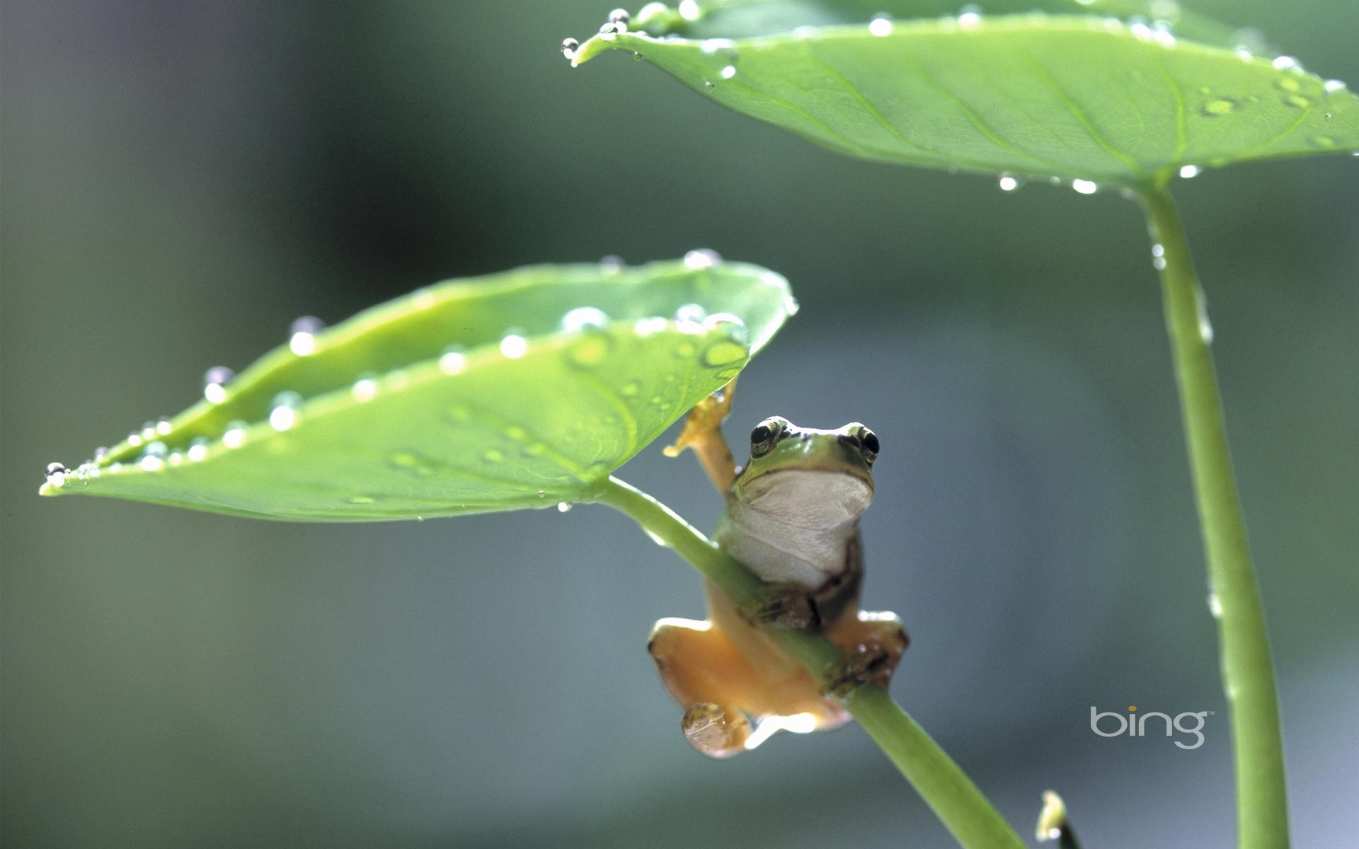 1920x1200 Free download Rain Frog Wallpaper Windows 7 Bing 1742 HD Desktop Wallpaper [1920x1200] for your Desktop, Mobile & Tablet. Explore Bing Wallpaper as Desktop Background. Bing Daily Wallpaper and
