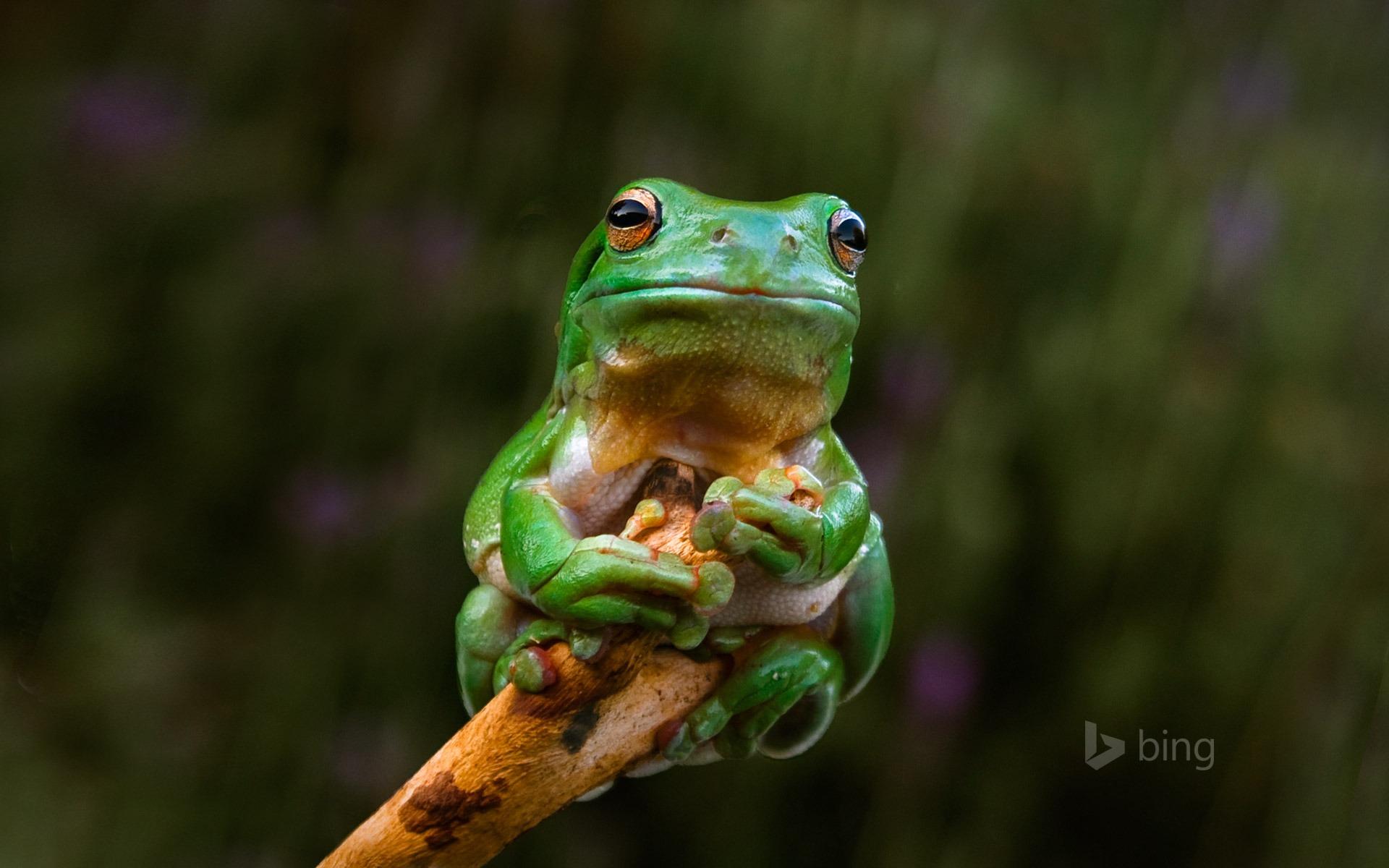 JAPANESE TREE FROG BING WALLPAPER DOWNLOAD visual data 5