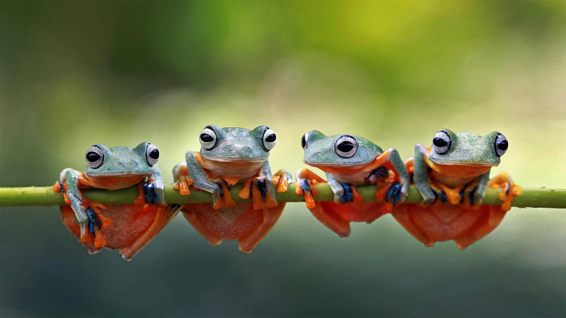 Bing Frog Wallpapers - Top Free Bing Frog Backgrounds - WallpaperAccess