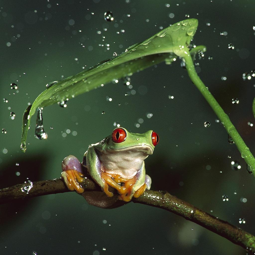 1024x1024 Bing Tree Frog Wallpaper