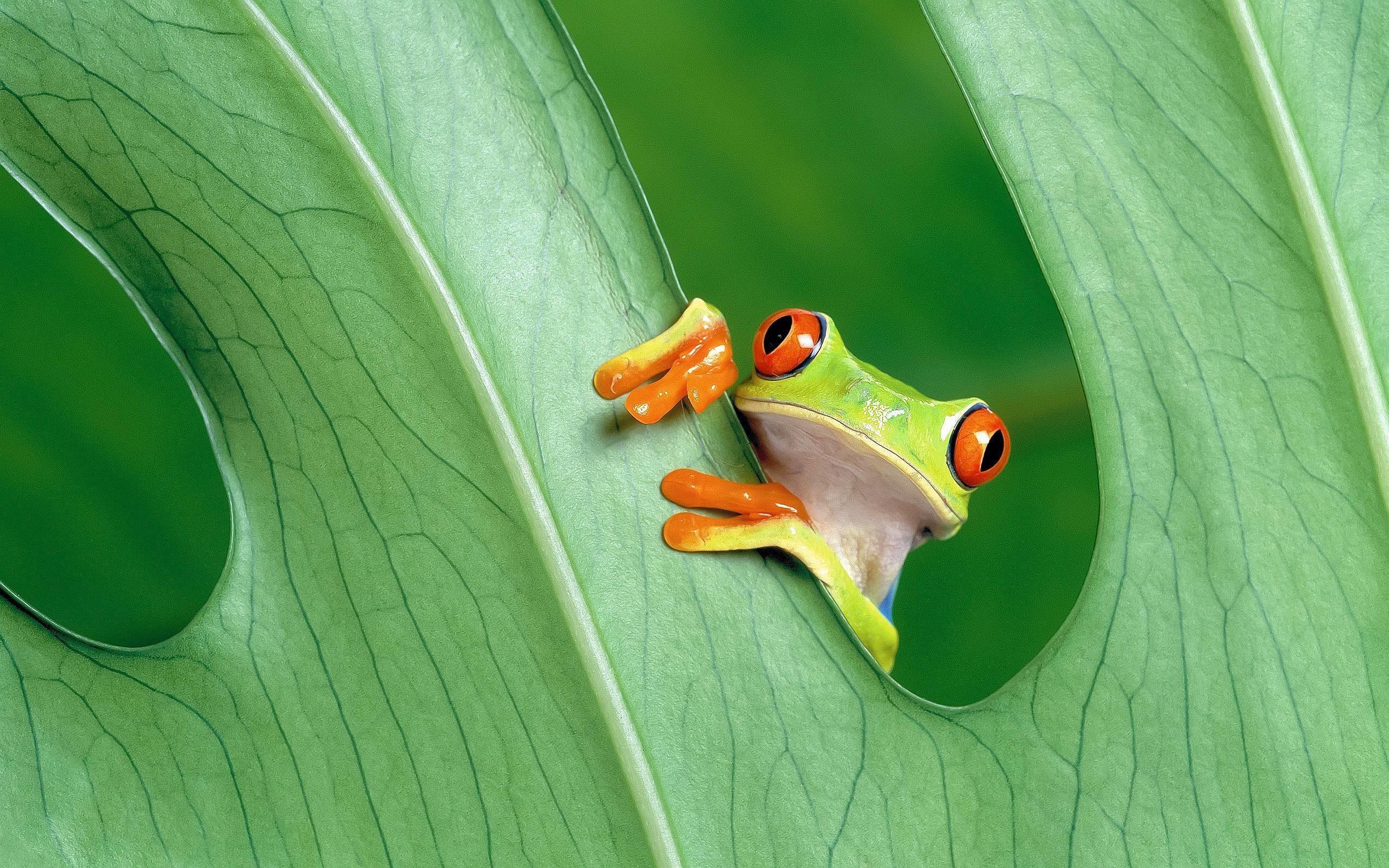 2560x1600 Tree Frog Wallpaper