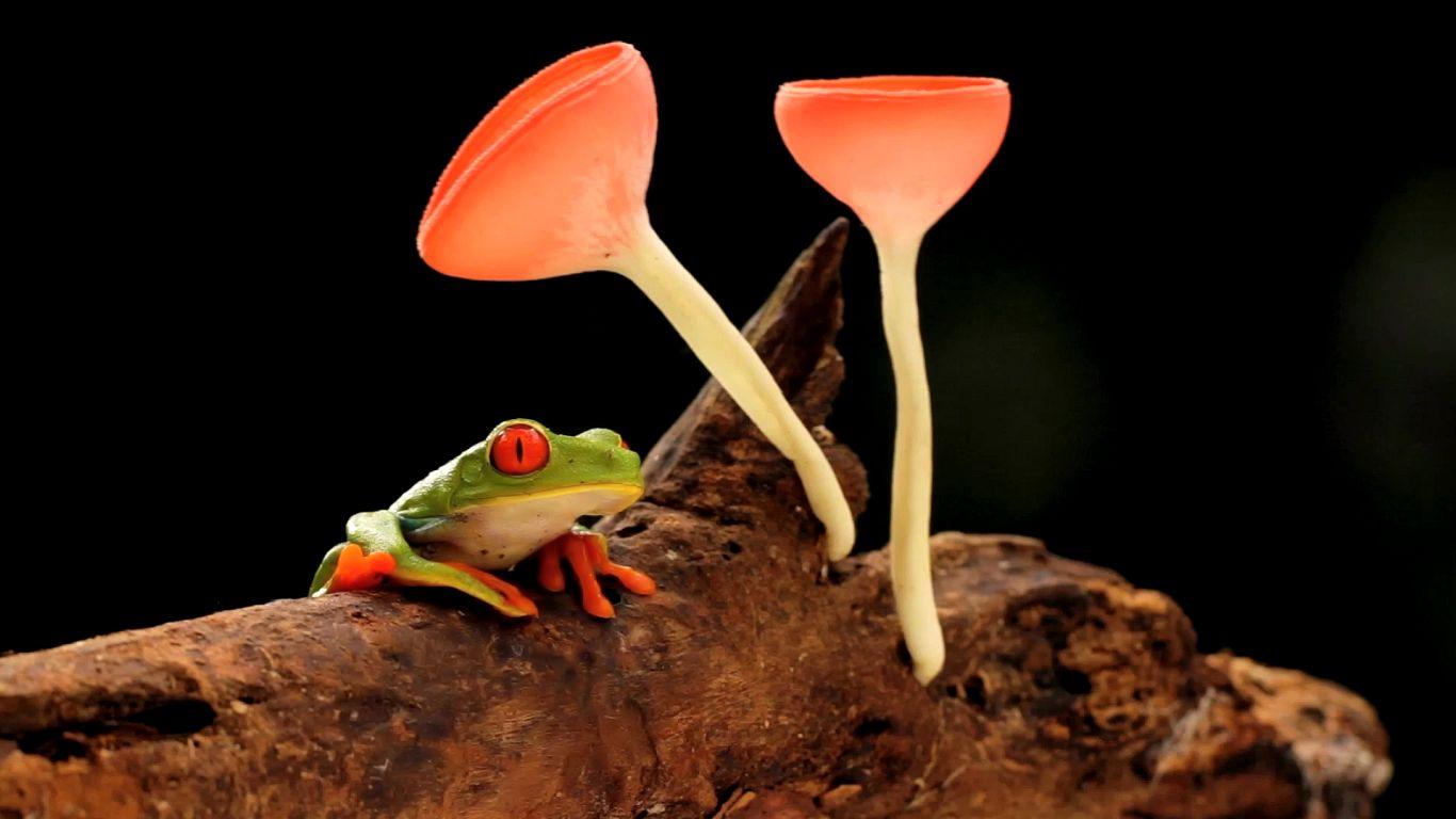 Bing Frog Wallpapers - Top Free Bing Frog Backgrounds - WallpaperAccess