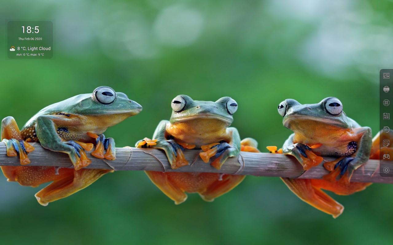 Bing Frog Wallpapers - Top Free Bing Frog Backgrounds - WallpaperAccess