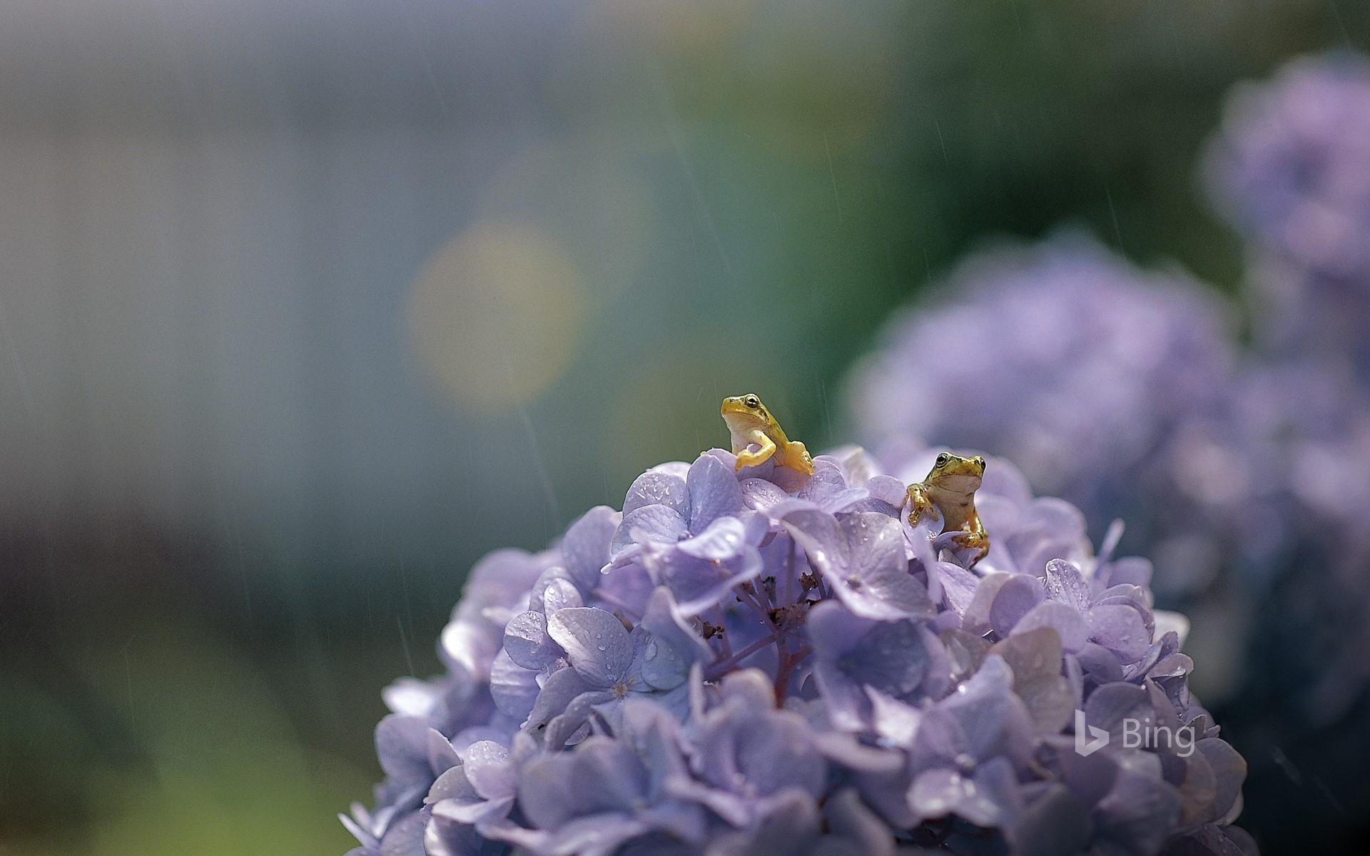 1920x1200 Japanese tree frogs on Hydrangea macrophylla, Shiga, Japan