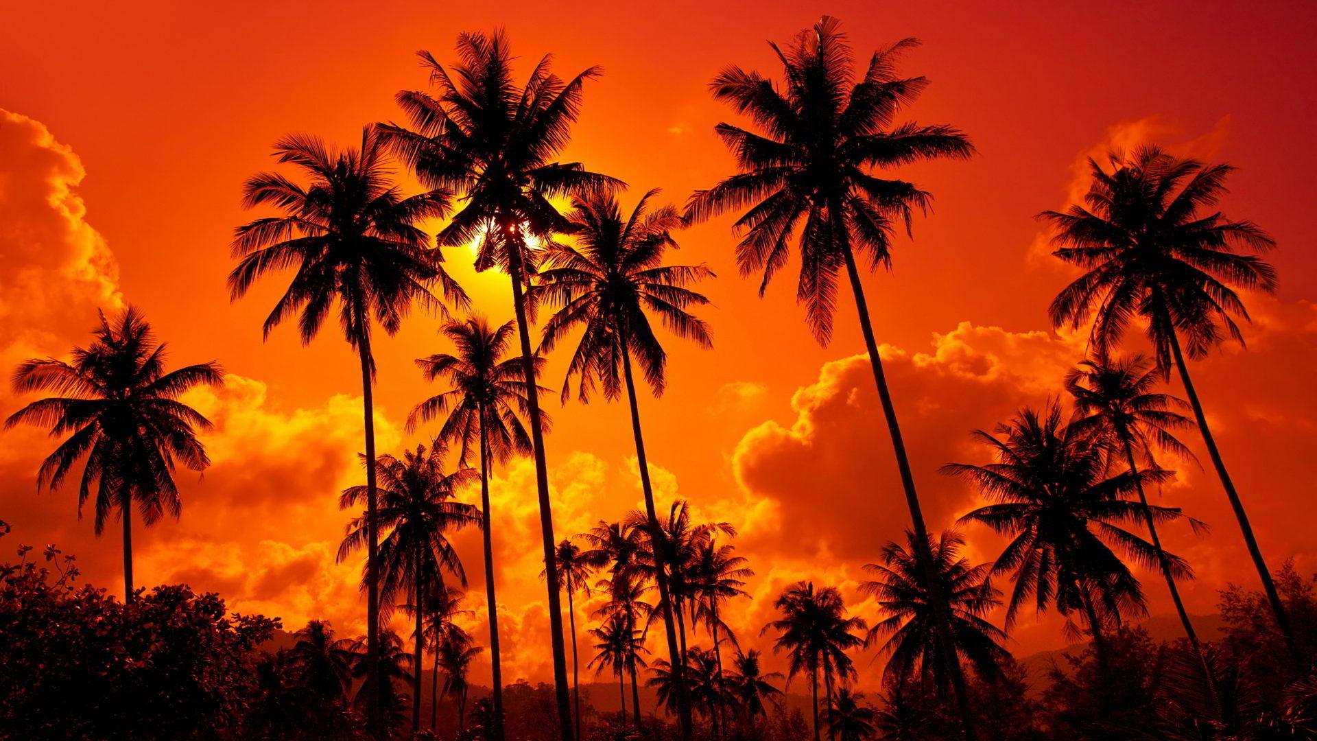 1920x1080 Palm At Sunset Red Sunset Red Sky Palms HD Wallpaper