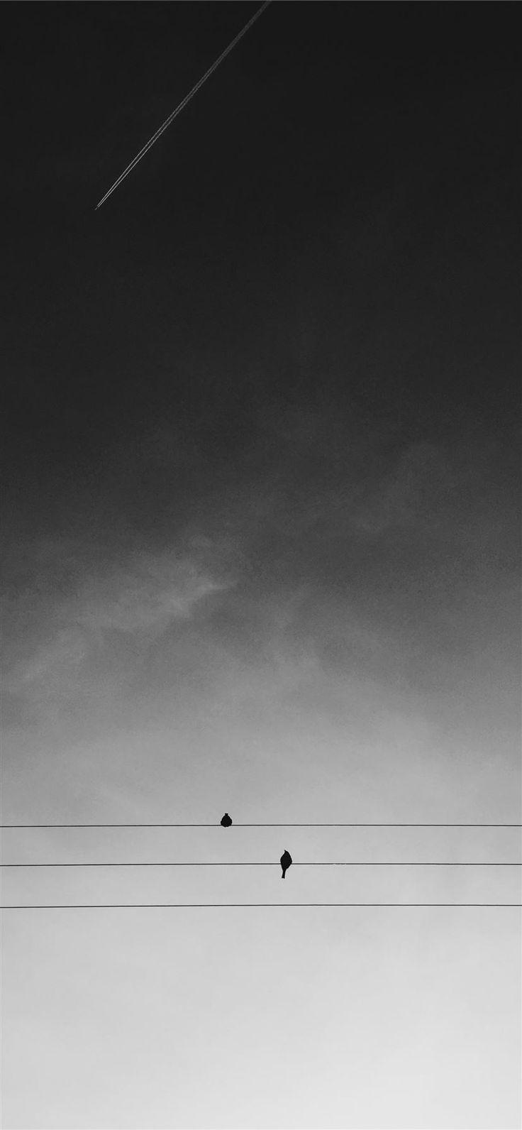 736x1592 two black birds on electric wires under gray sky d. iPhone 11 Wallpaper