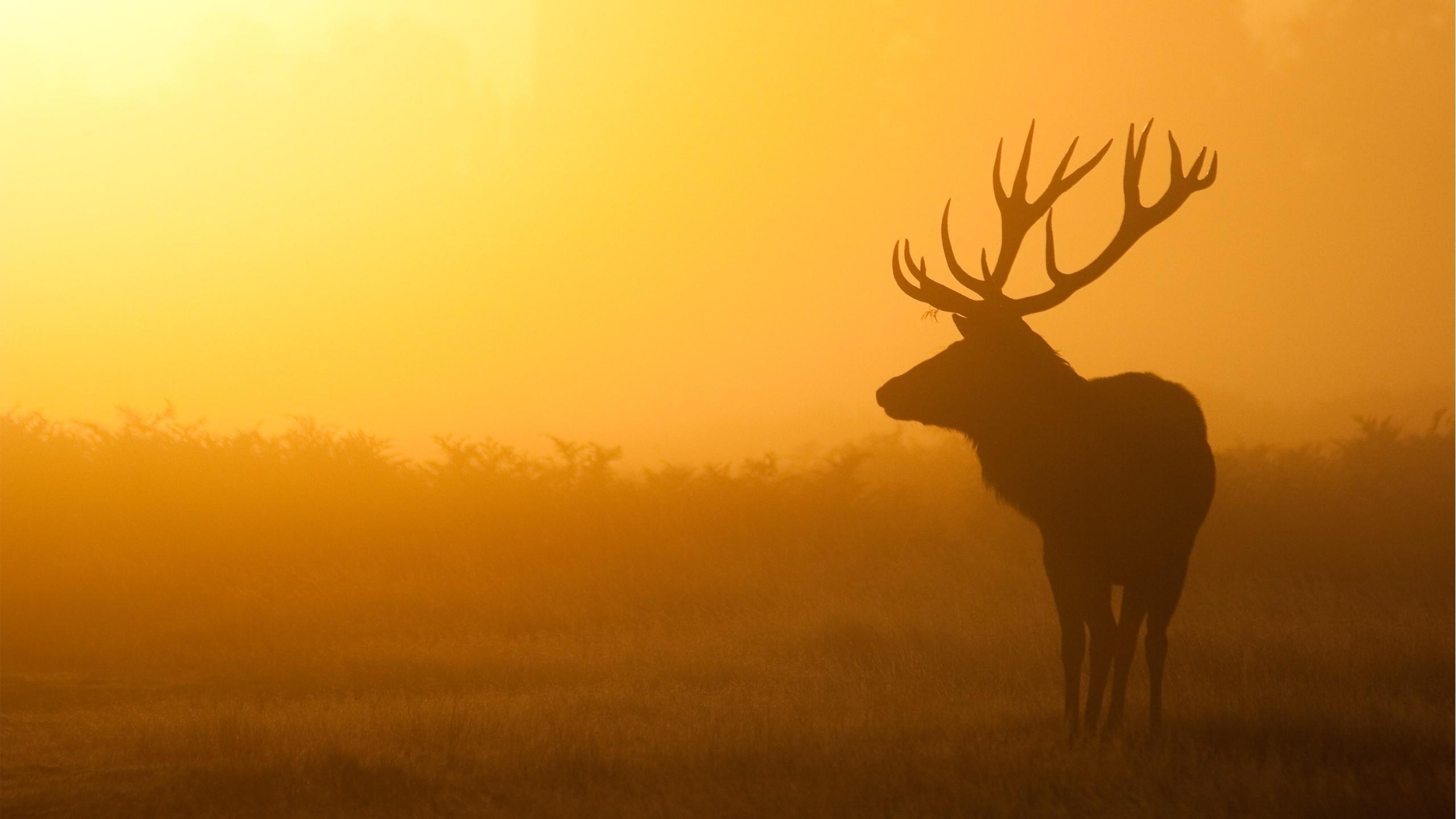 2560x1440 Free download deer picture wallpaper Desktop Background for HD Wallpaper [2560x1440] for your Desktop, Mobile & Tablet. Explore Deer Wallpaper for My Desktop. Deer Hunting Wallpaper For Computer, Whitetail