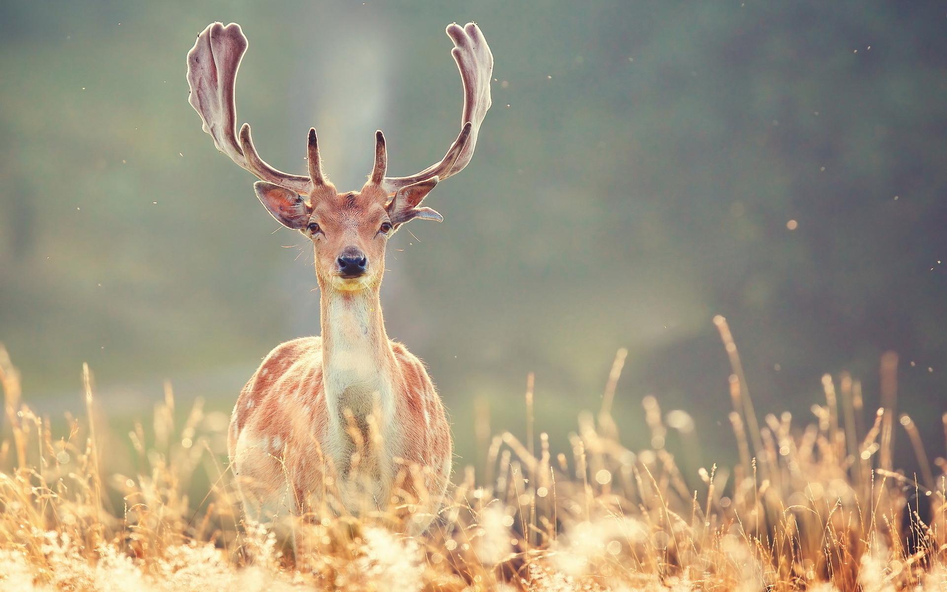 1920x1200 Deer Wallpaper