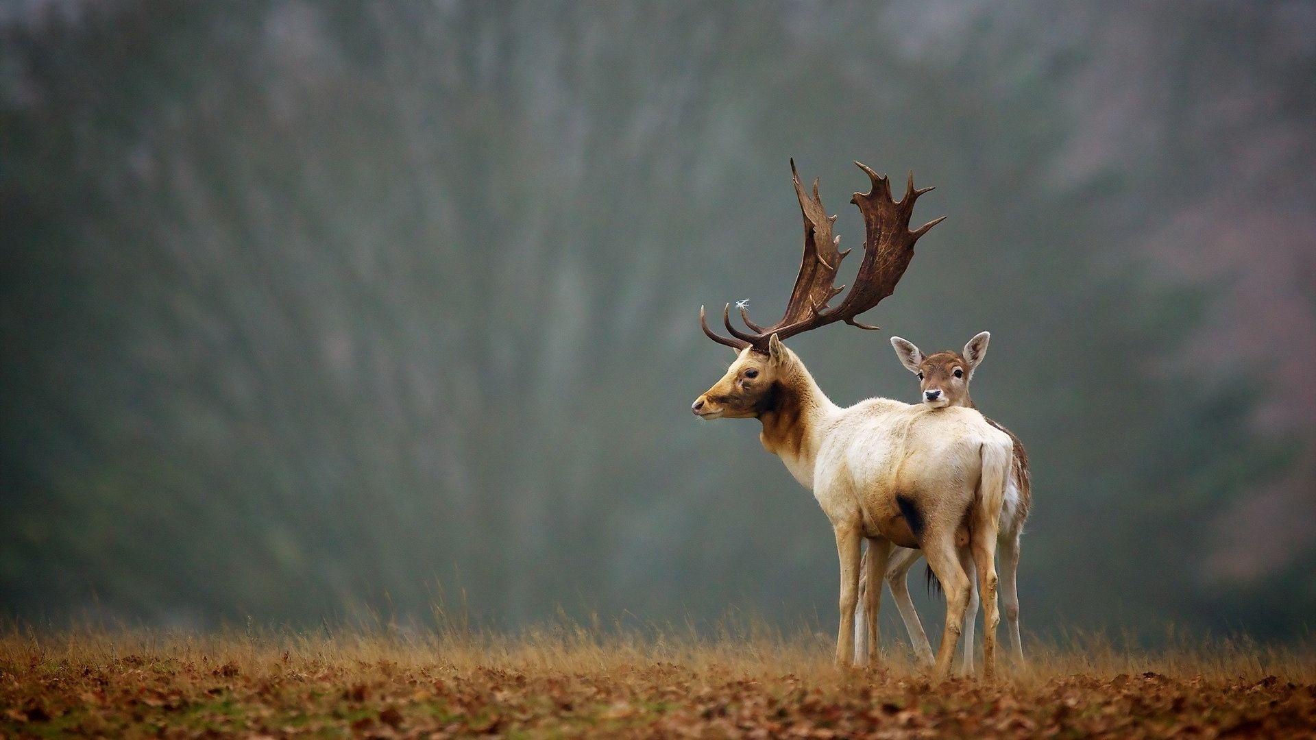 1920x1080 Deer Wallpaper