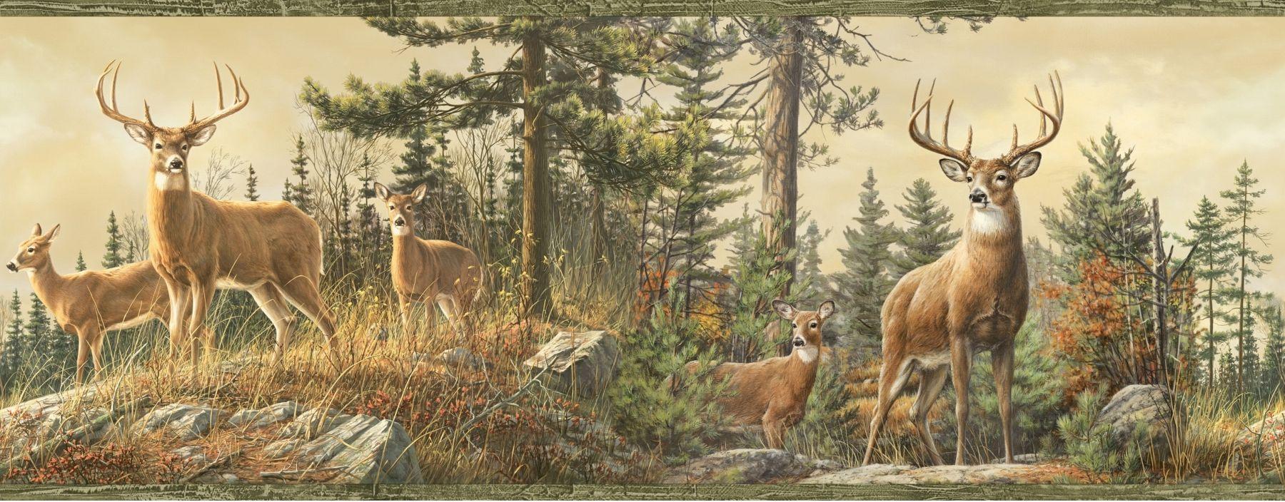 1800x704 Whitetail Deer Background