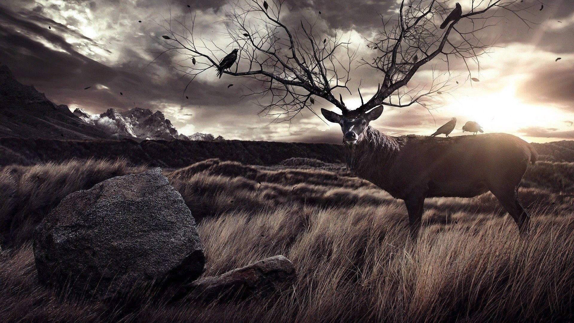 1920x1080 Download Male Deer In Dusk Wallpaper