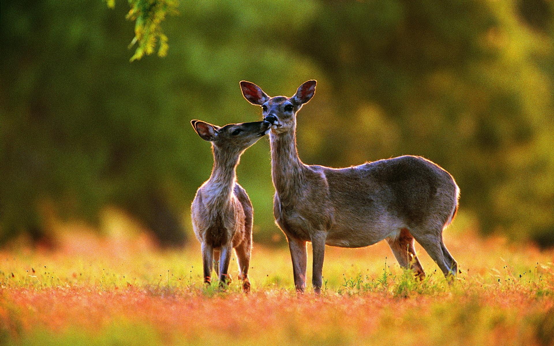 1920x1200 White Tailed Deer HD Wallpaper And Background