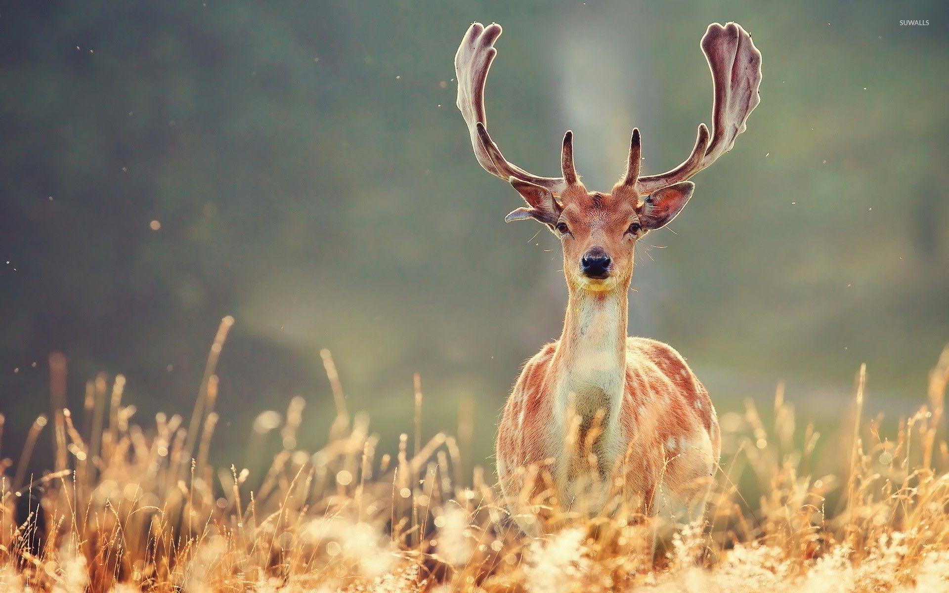 1920x1200 Deer Wallpaper