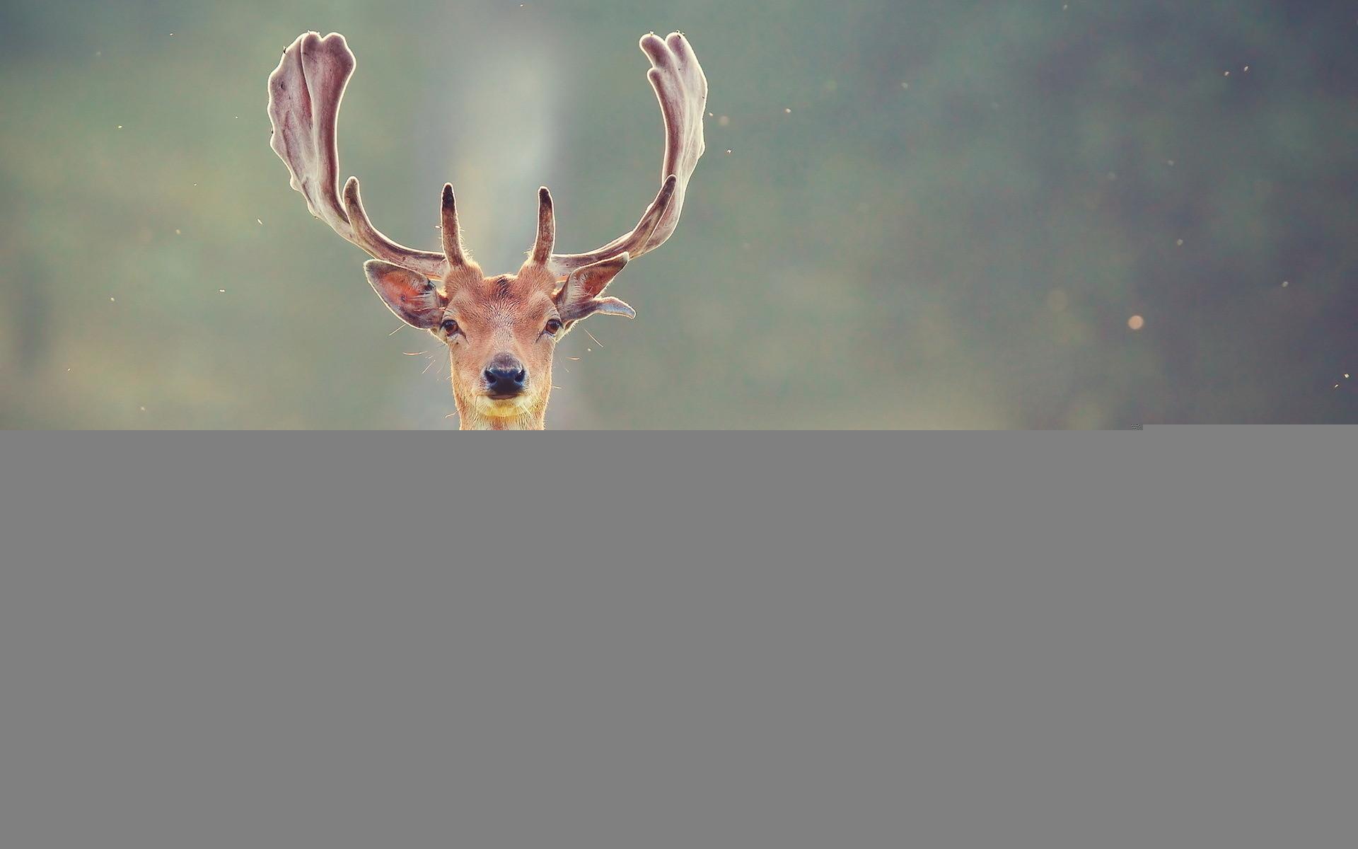 1920x1200 Deer Desktop Wallpaper