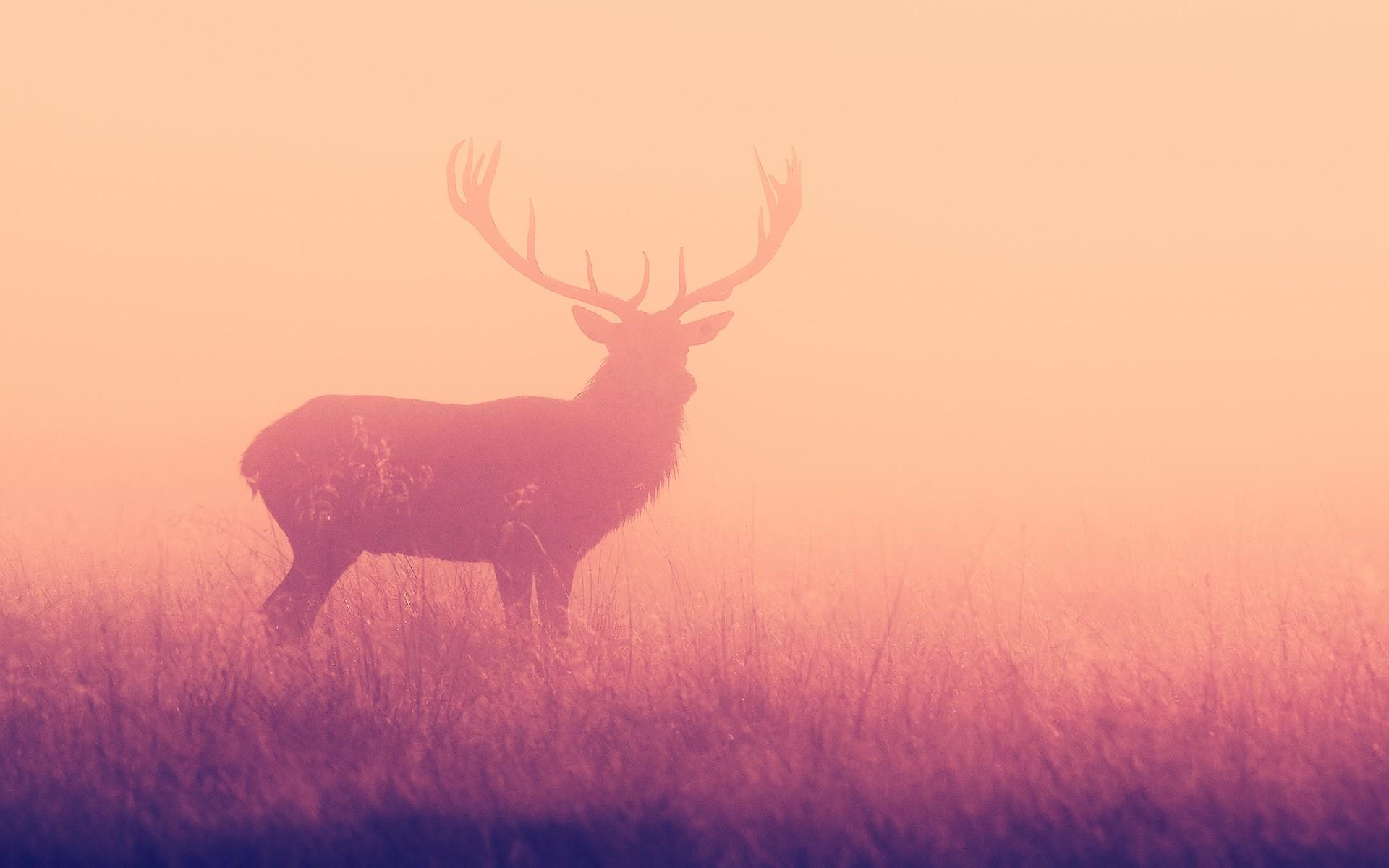 1920x1200 Deer Wallpaper. HD Background Image. Photo