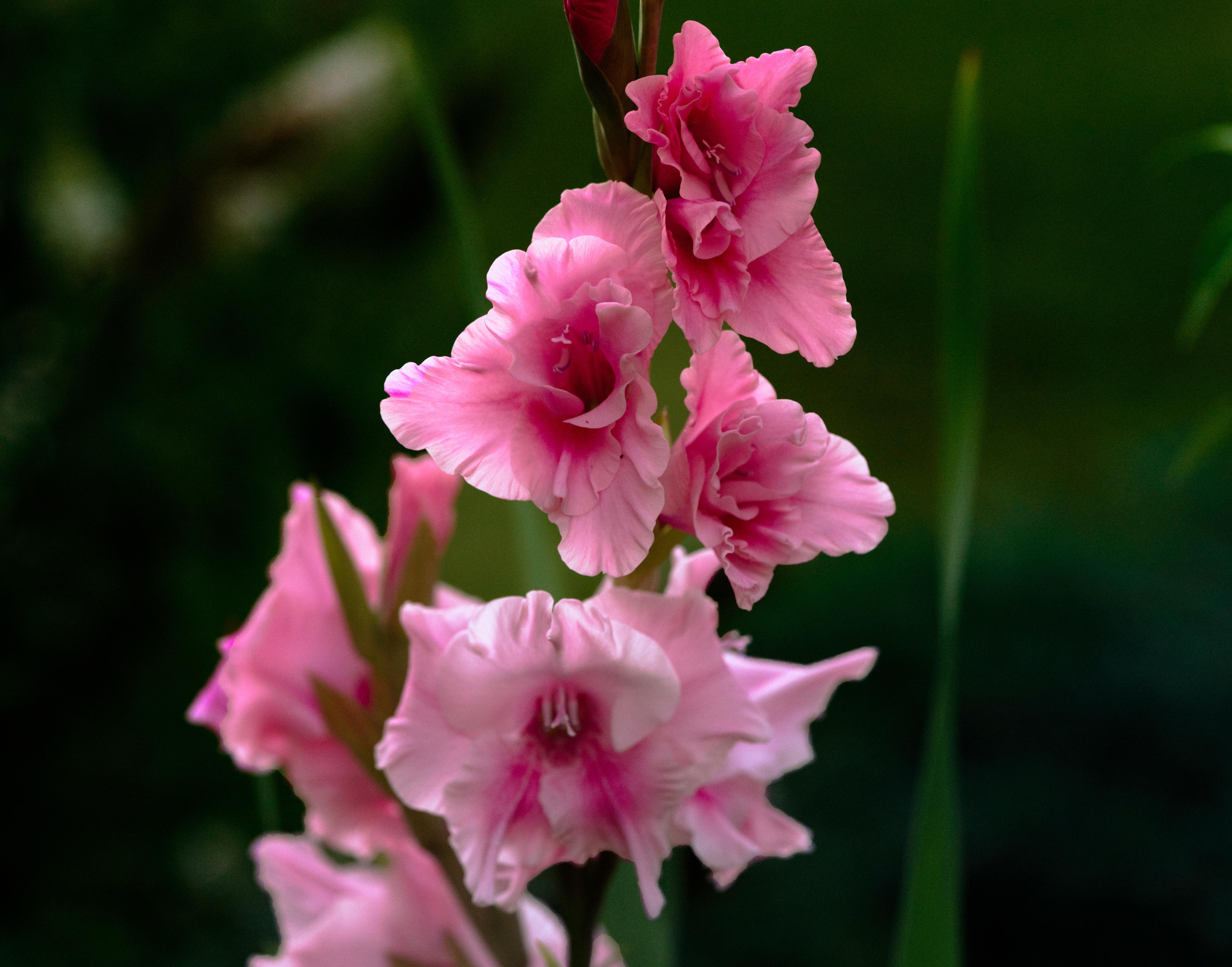4500x3530 Gladiolus 4k Ultra HD Wallpaper