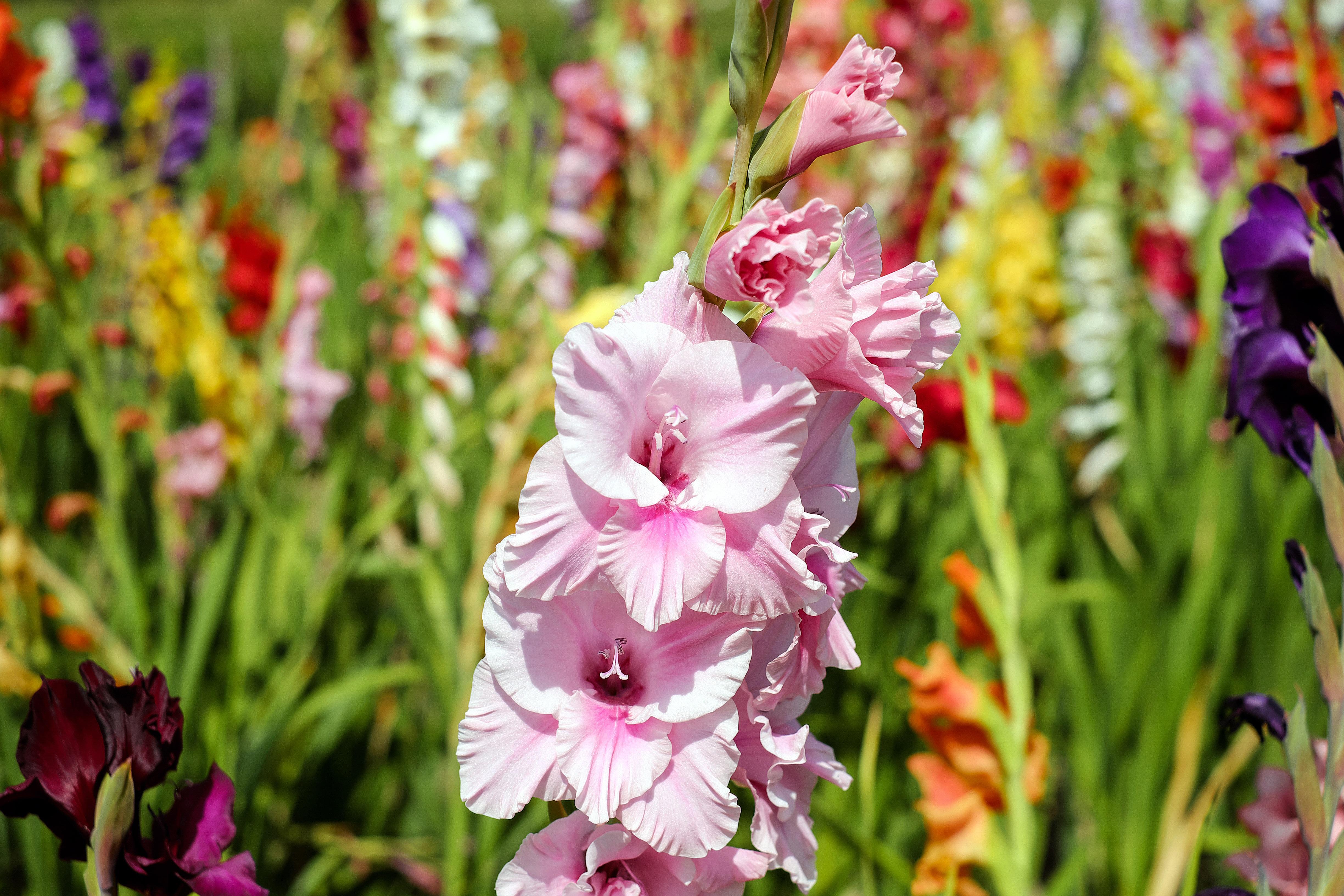 4896x3264 Gladiolus HD Wallpaper and Background