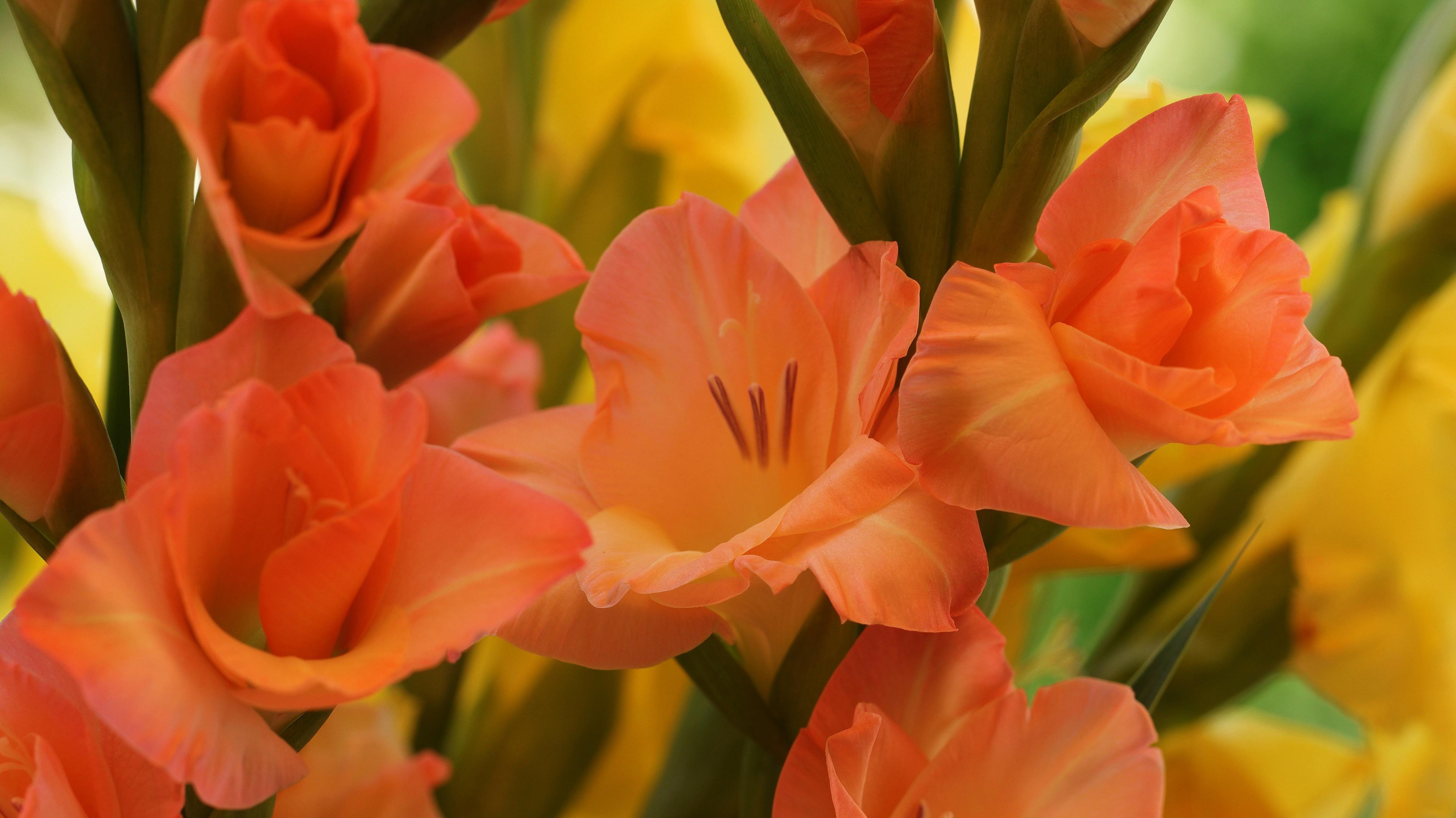 3840x2160 Gladiolus 4k Ultra HD Wallpaper
