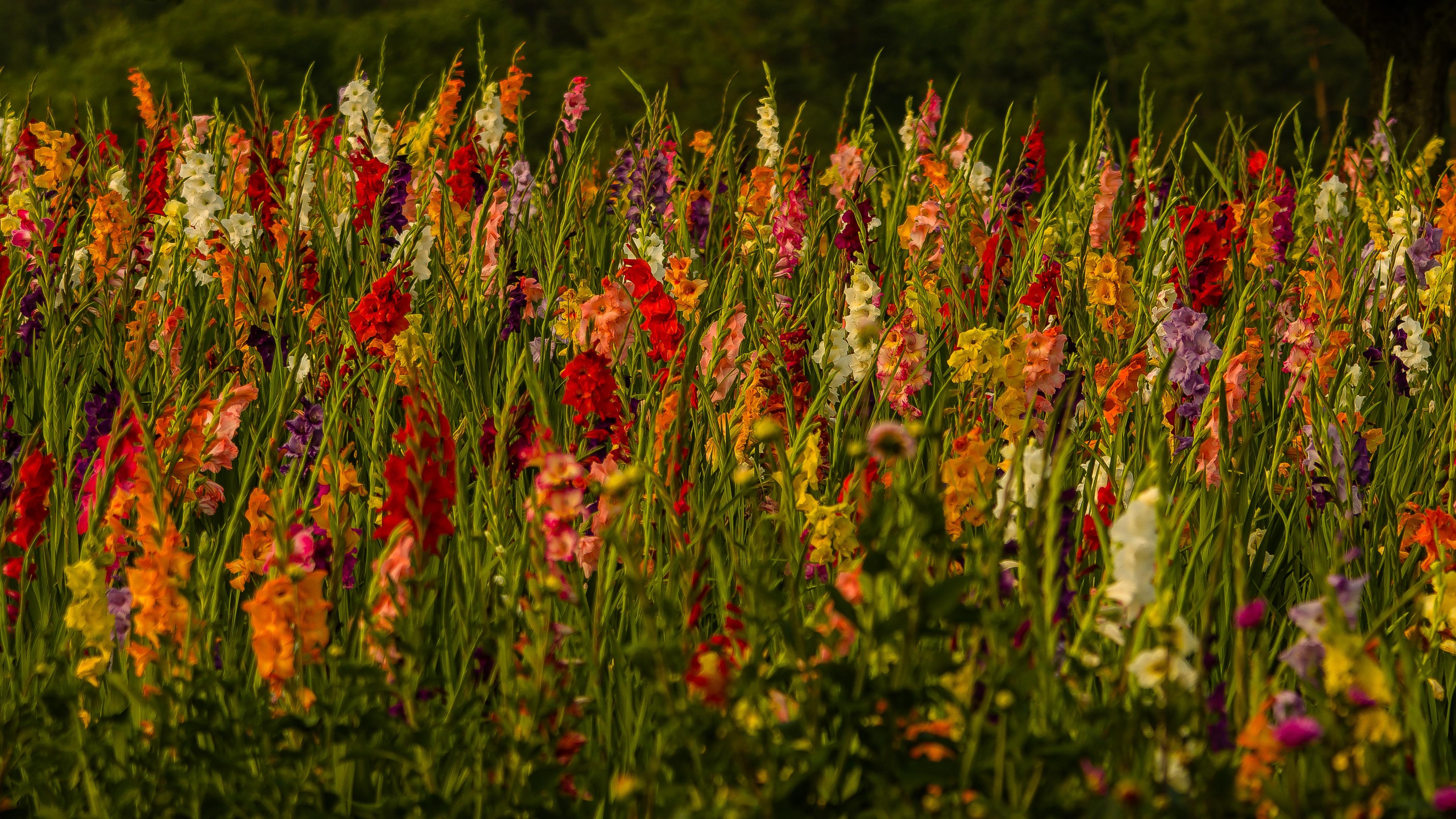 4324x2432 Field of Gladioli
