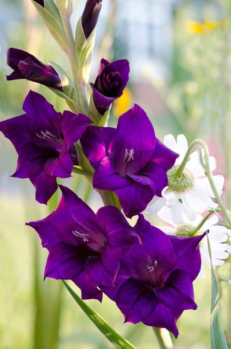 735x1110 flowers