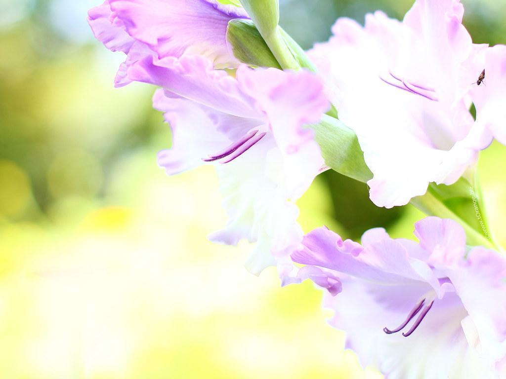 1024x768 Purple Gladiolus Wallpaper