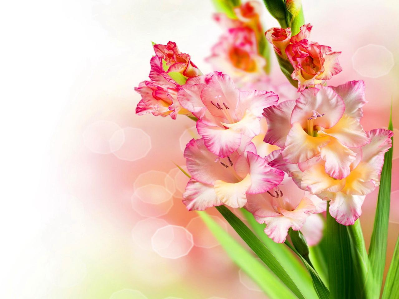 1280x960 Free download Beautiful Gladiolus Lovely Flower Wallpaper HD Wallpaper [1280x960] for your Desktop, Mobile & Tablet. Explore Lovely Wallpaper. Best Love Wallpaper, Love Picture Wallpaper, Lovely Wallpaper For Desktop